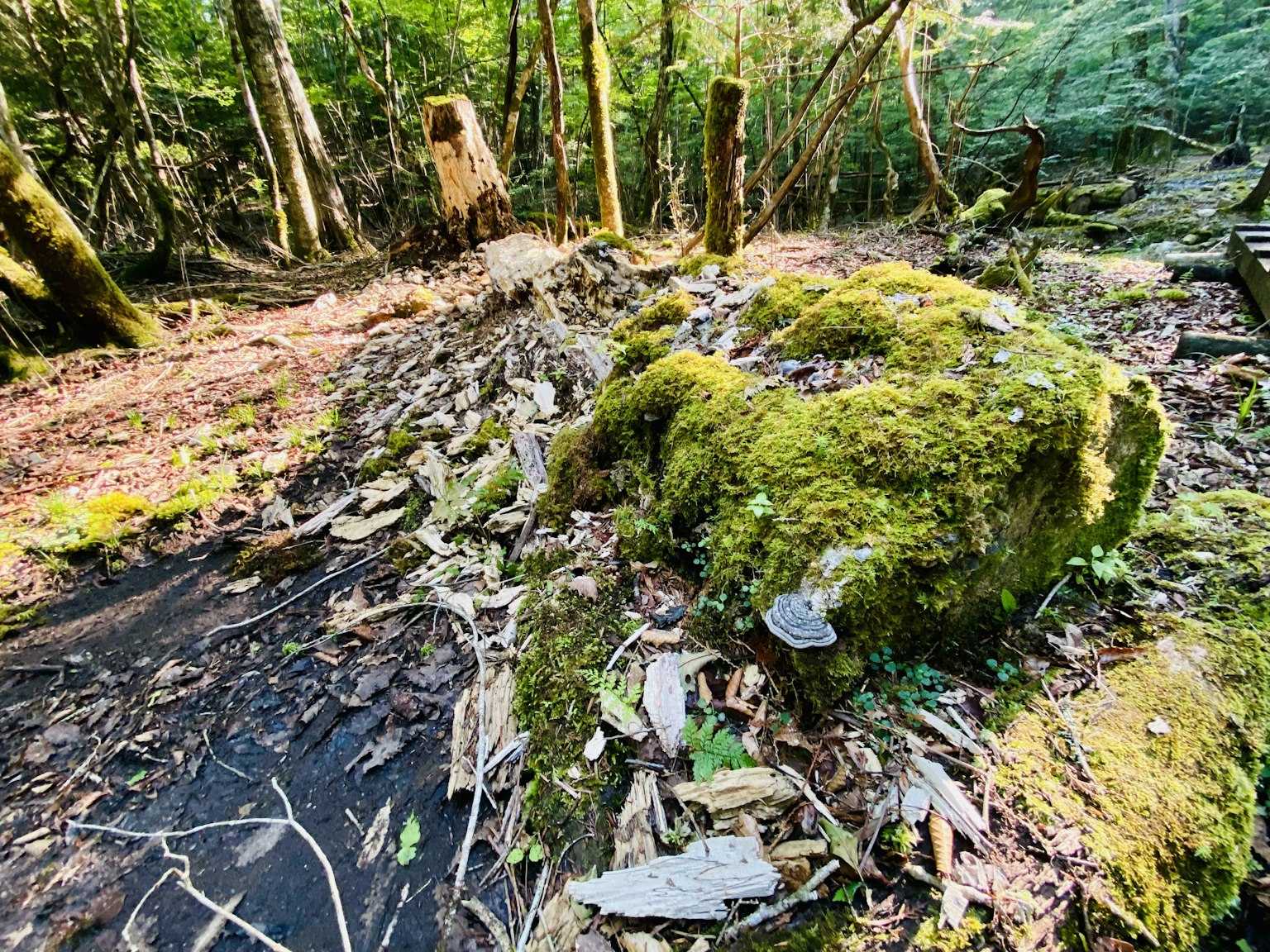 A moss-covered rock surrounded by a lush forest landscape