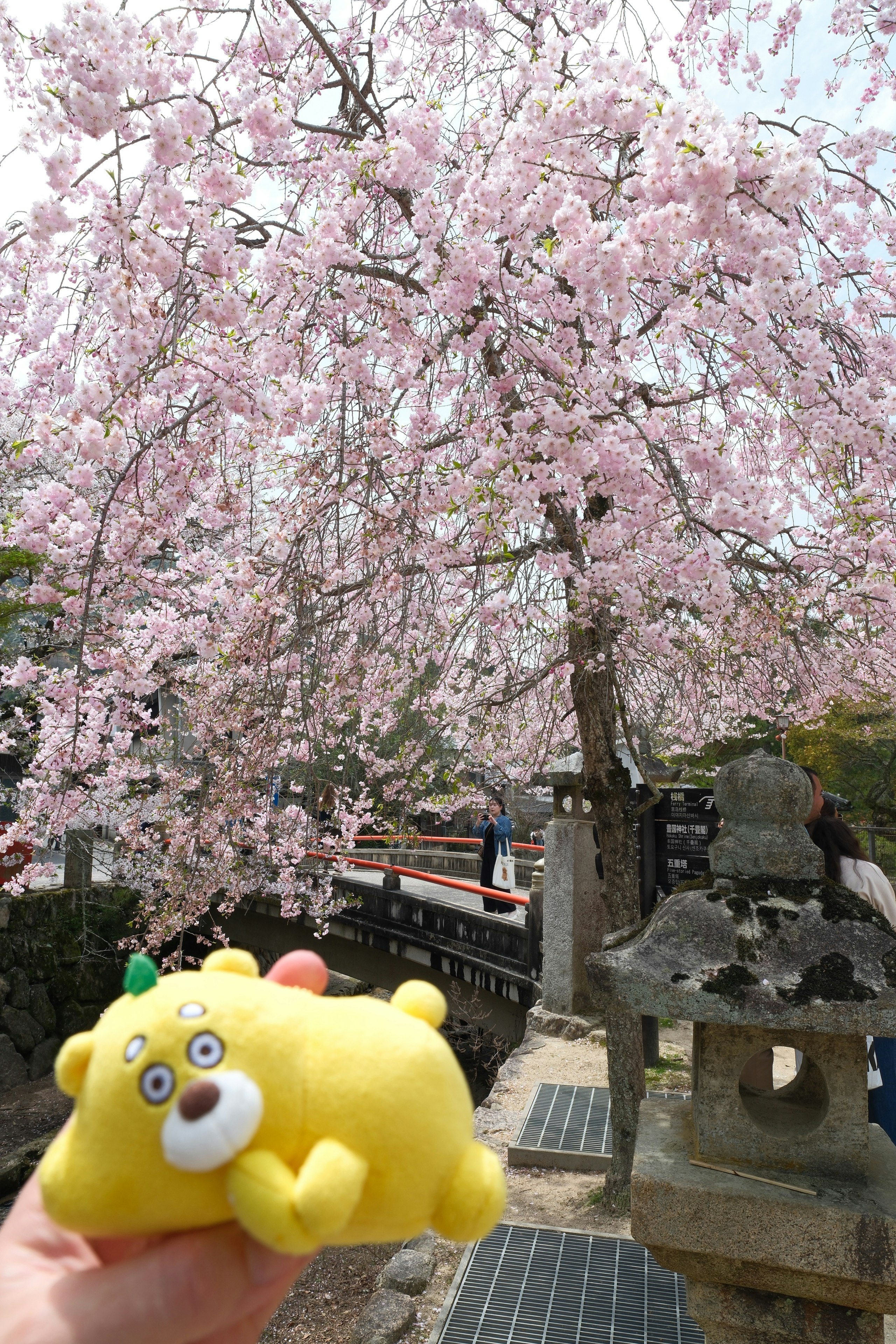 Miyajima cherry blossoms along the Itsukushima waterfront