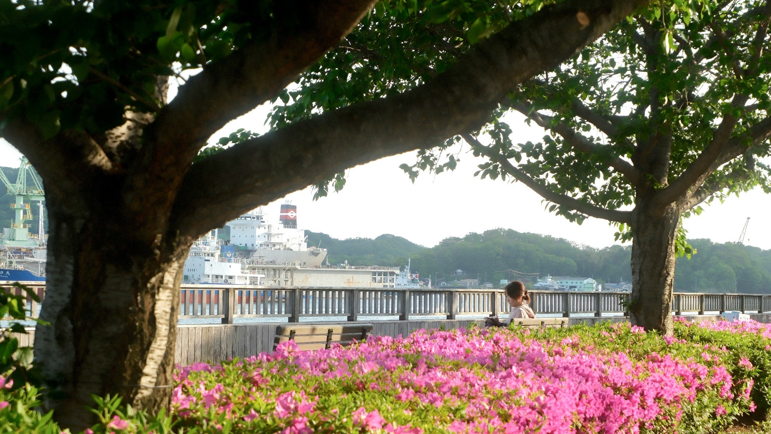 大きな木の下で咲くピンクの花と川沿いの遊歩道