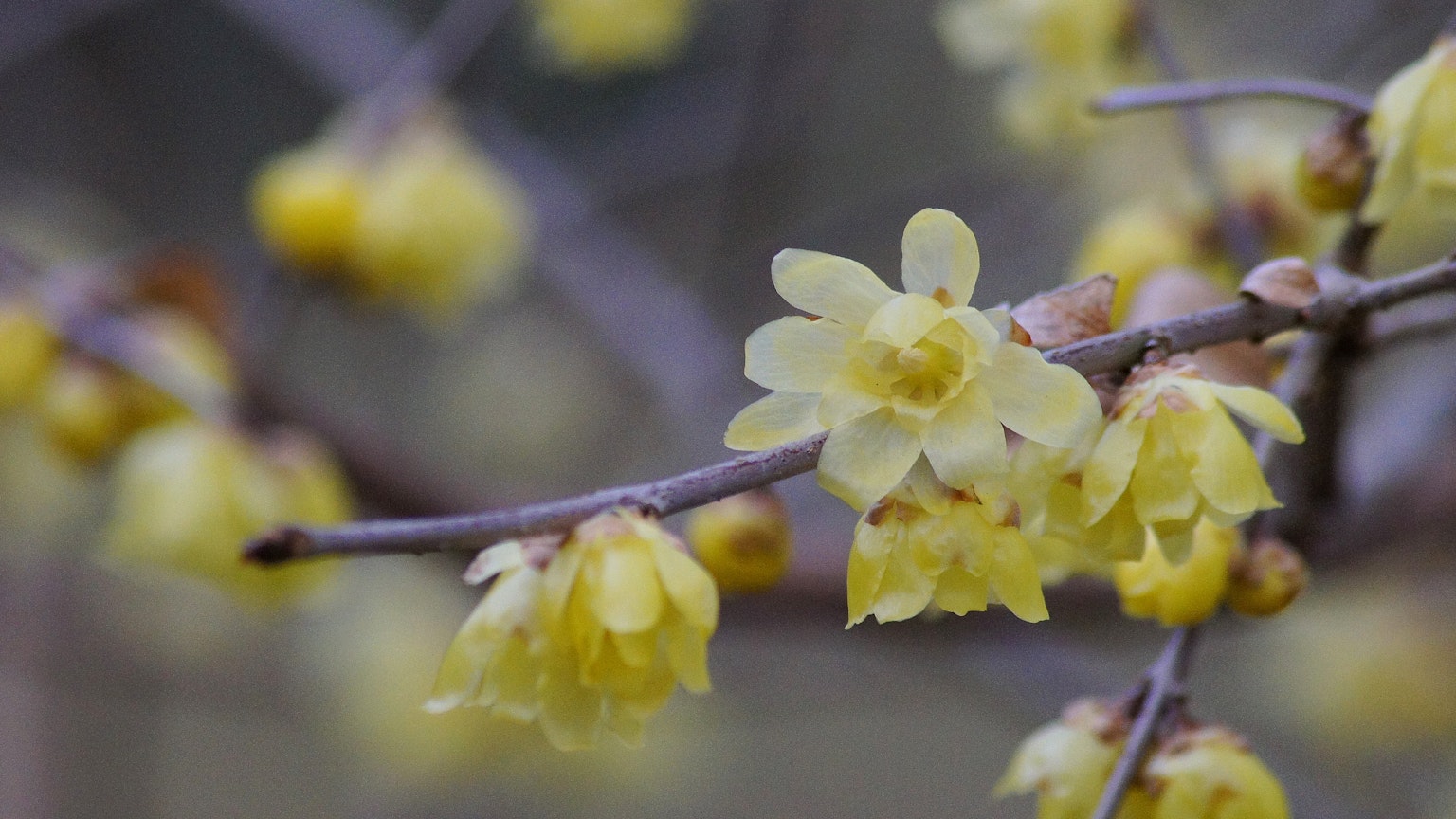 Primer plano de flores amarillas de chimonanthe floreciendo en una rama
