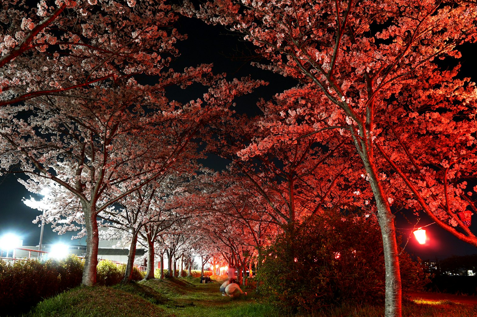 Cherry blossom trees illuminated by red lights at night