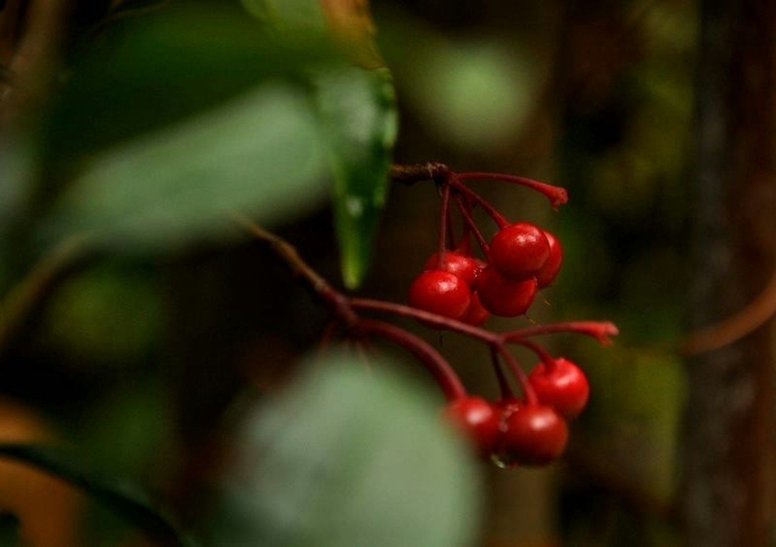 Branch with red berries surrounded by green leaves