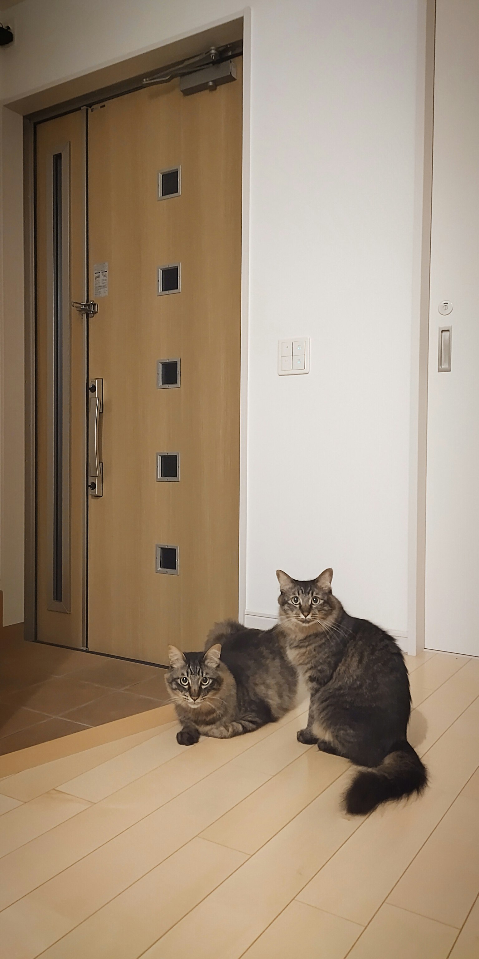Due gatti davanti a una porta con pavimento in legno e interni minimalisti