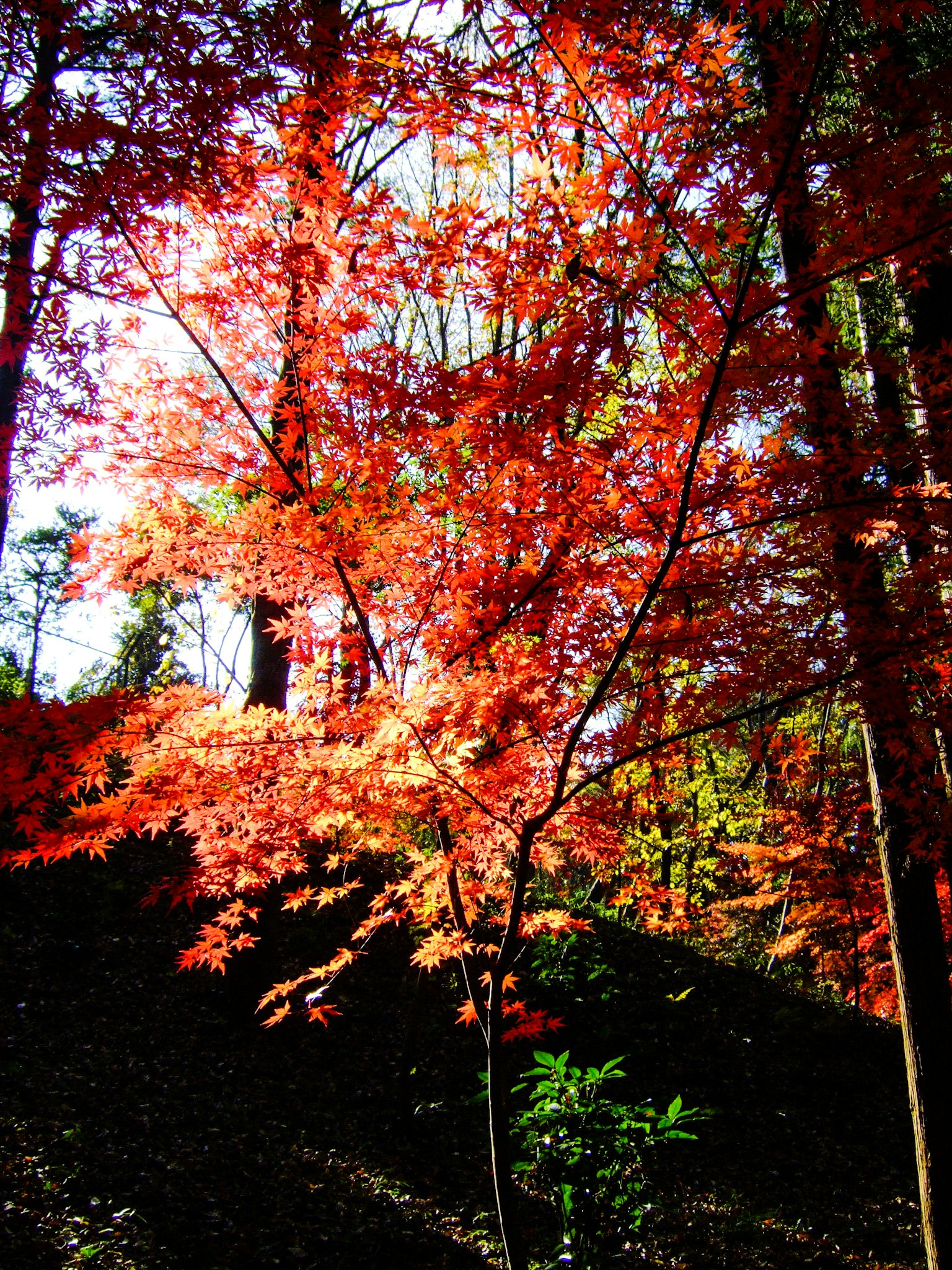 Magnifique feuillage d'automne dans une forêt feuilles rouges et oranges vibrantes illuminées par la lumière du soleil