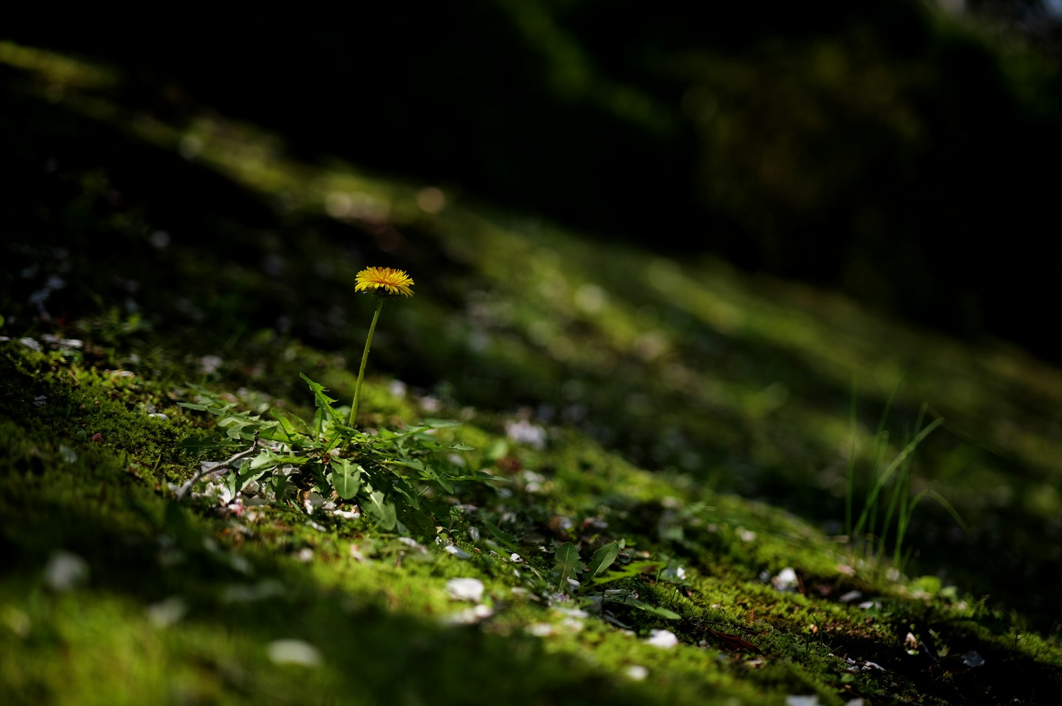 photo-EoYoIdIeV7QXDh90luoY-image