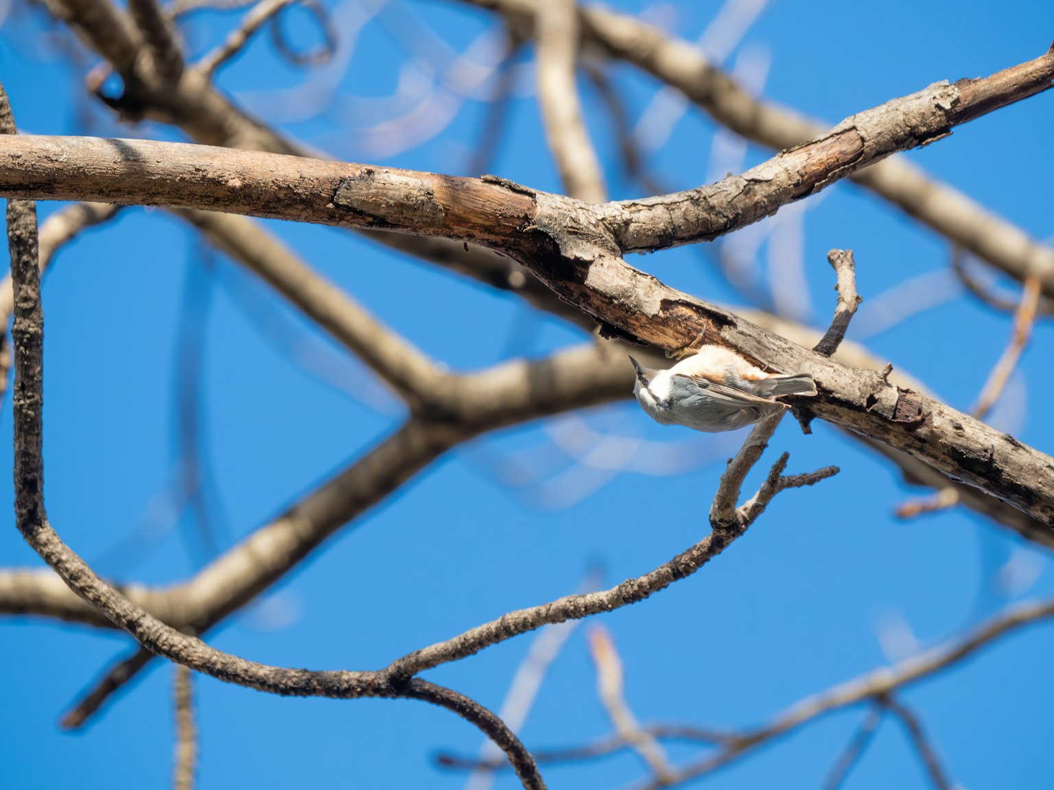 A small bird perched on a branch against a blue sky