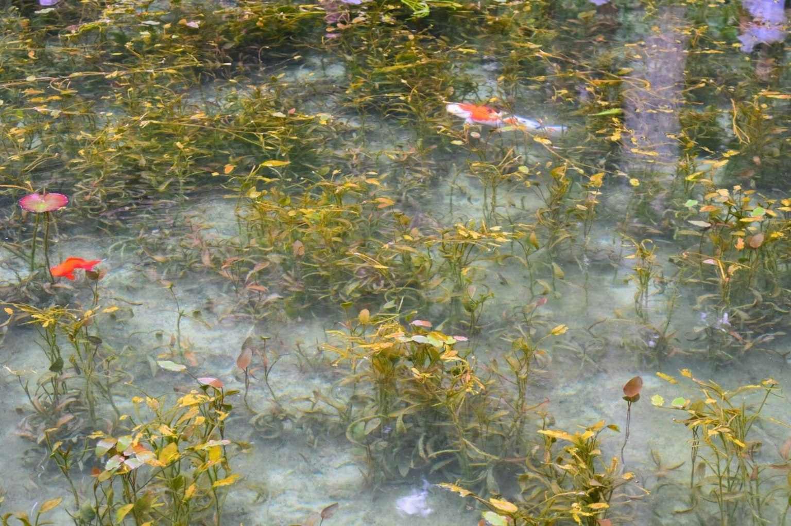 Piante acquatiche verdi e gruppi di fiori rossi che galleggiano sulla superficie dell'acqua