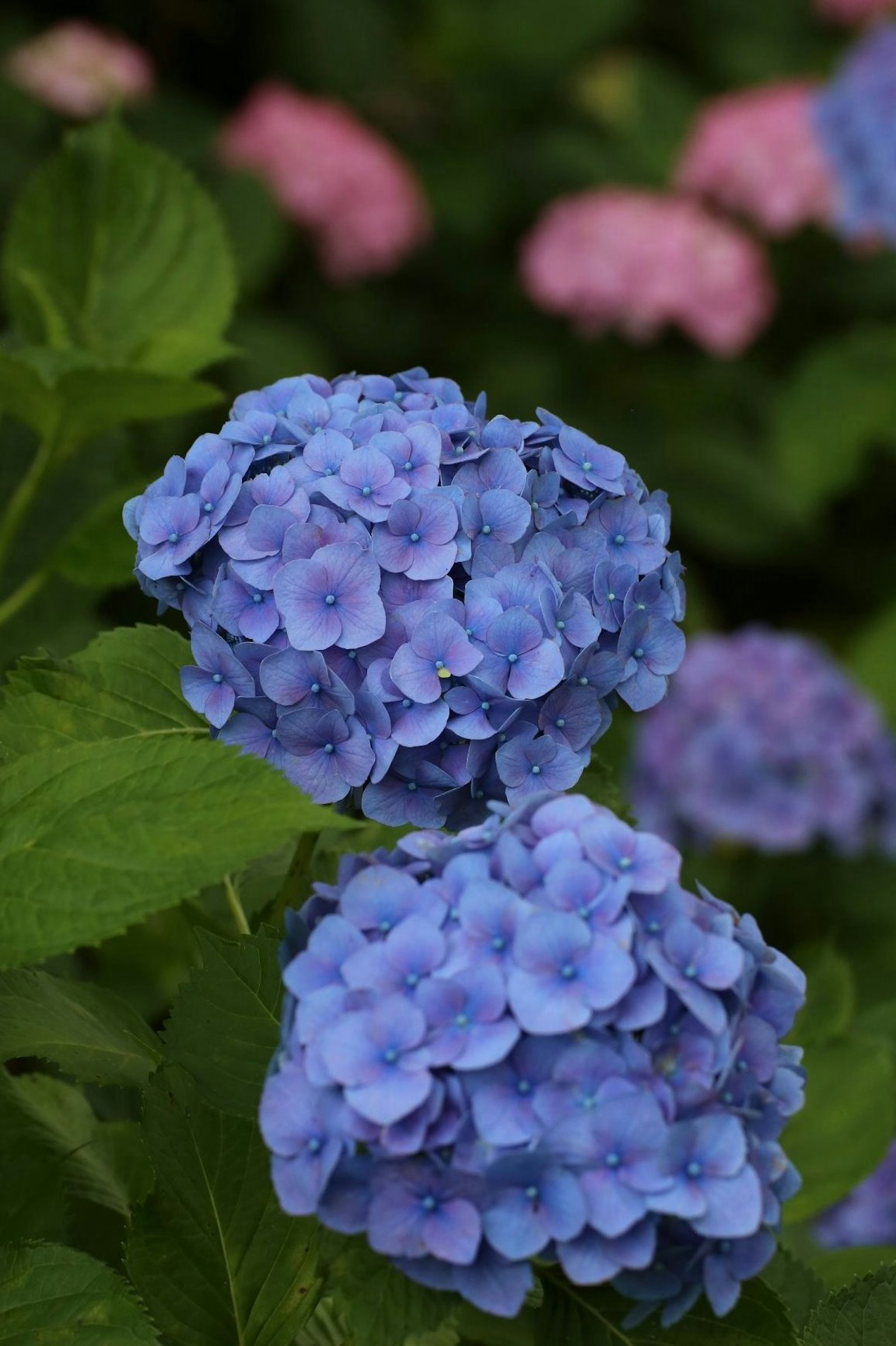 Blue hydrangea flowers in full bloom