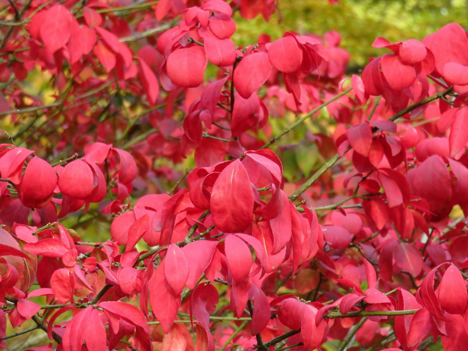 Primer plano de una planta con hojas rojas vibrantes