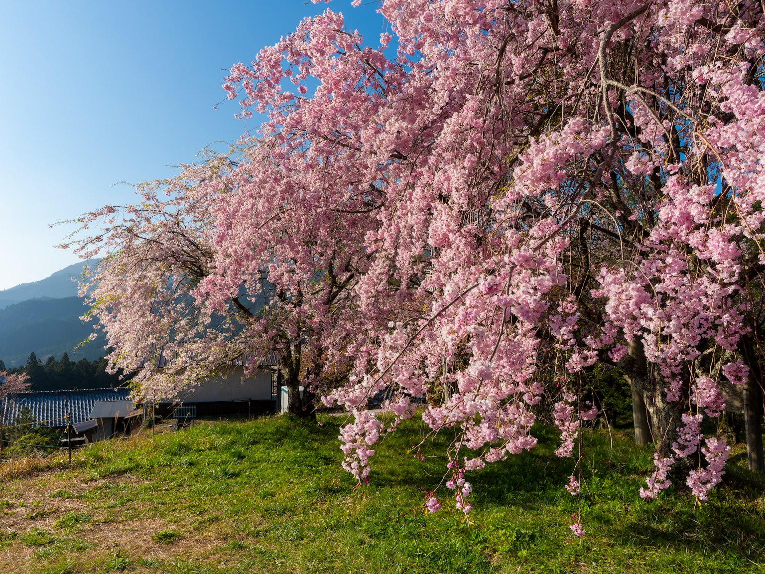 Bellissimi alberi di ciliegio in fiore in primavera