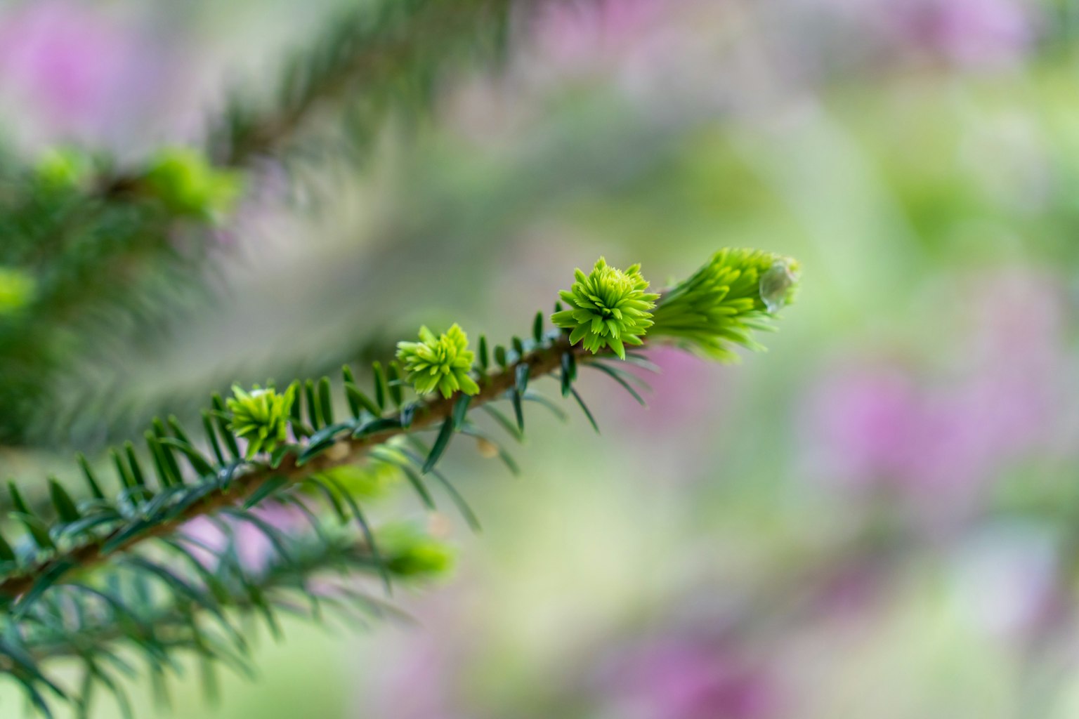 Close-up photo of green buds and leaves with blurred purple flowers in the background