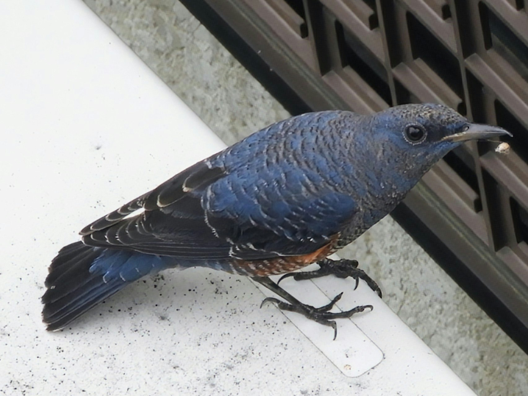Isobird nahe einem Geländer am Boden