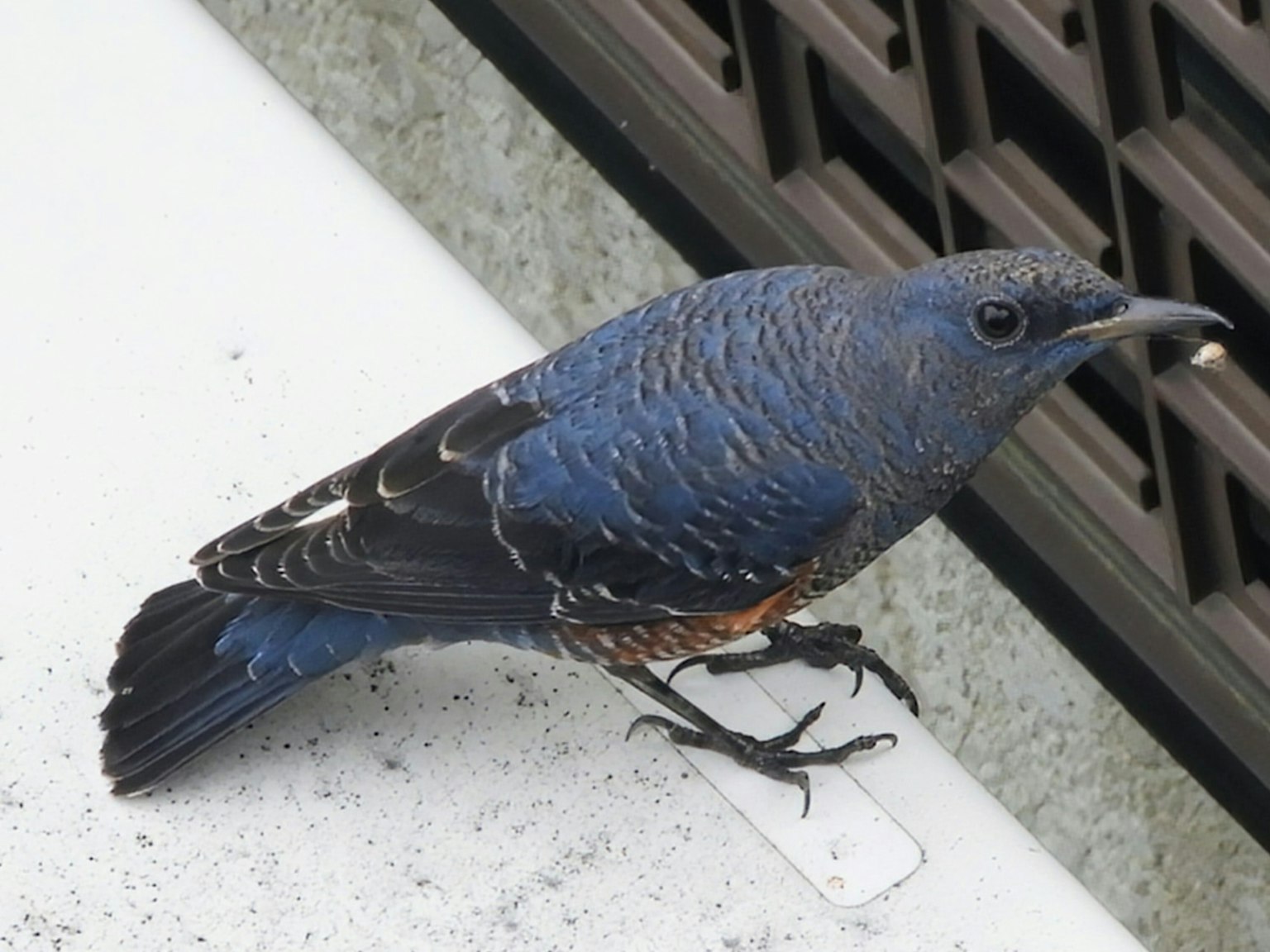 Un oiseau aux plumes bleues se tenant sur une surface extérieure