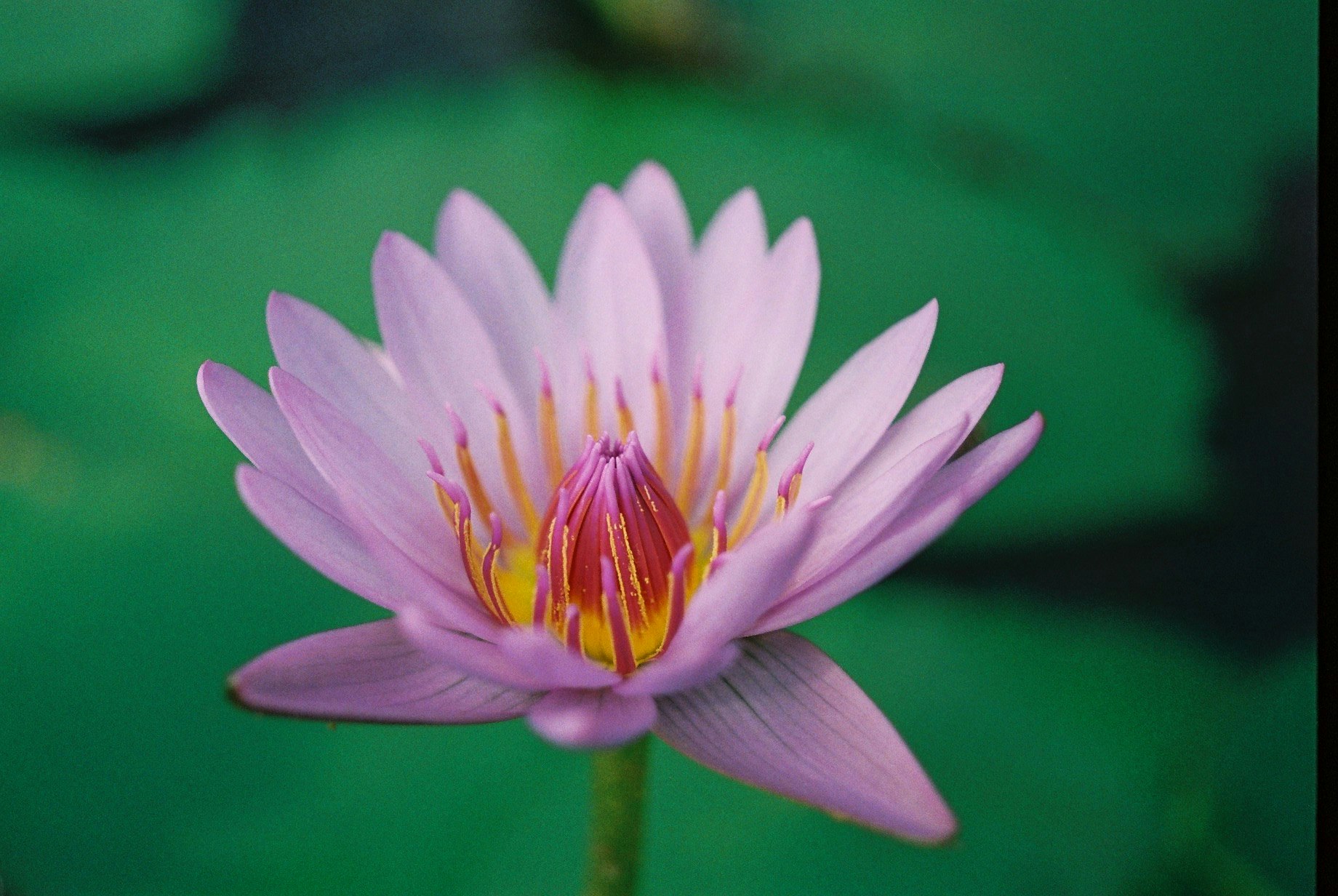 睡蓮の花のクローズアップ