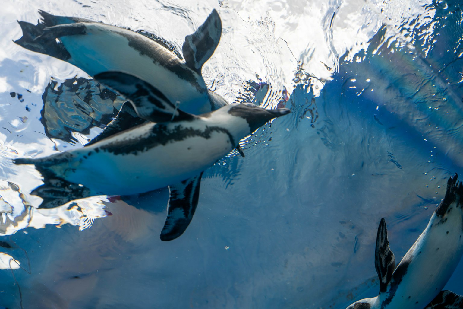 Pinguini che nuotano sott'acqua visti dall'alto