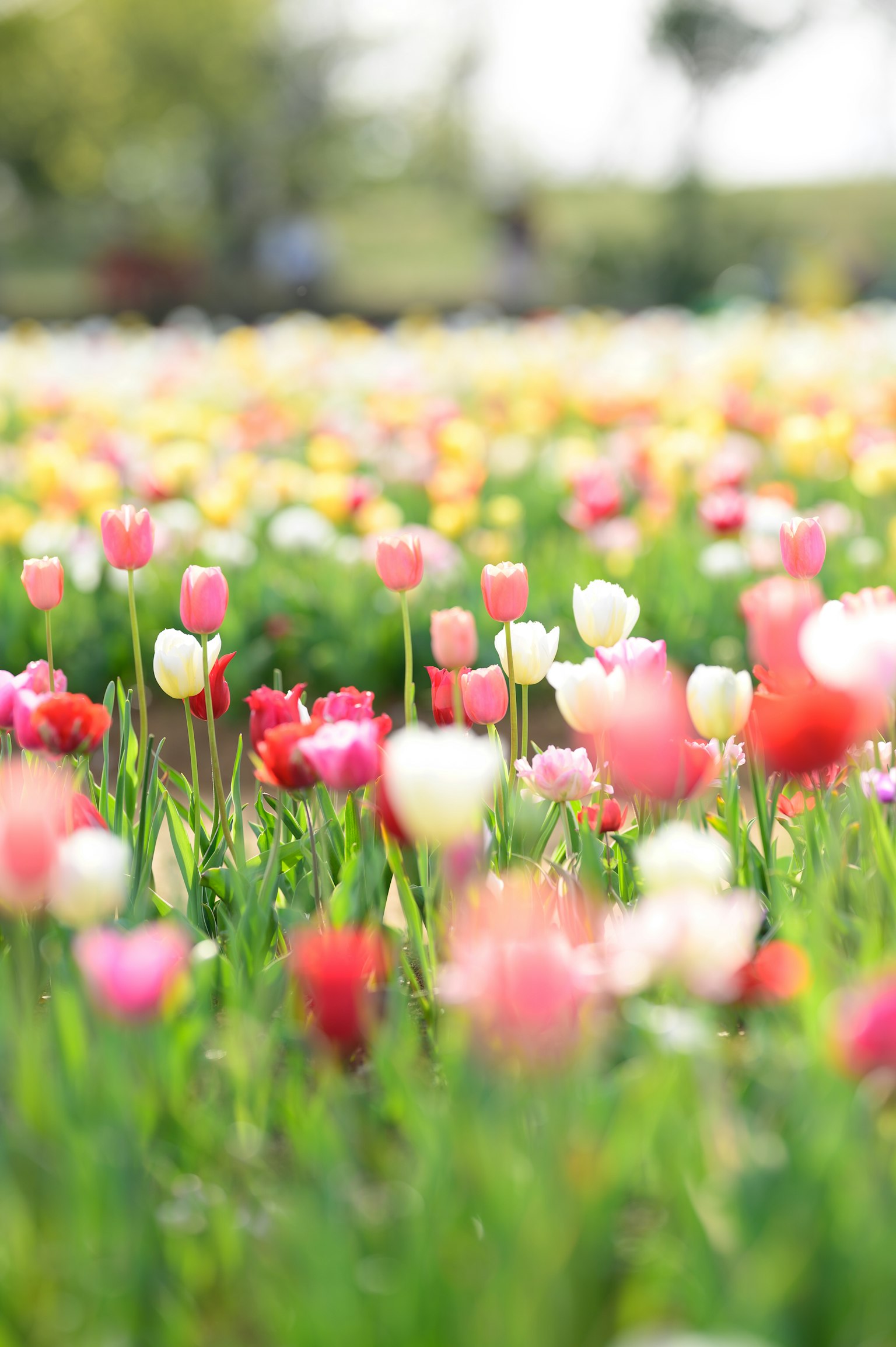 五彩斑斓的郁金香花田，盛开的花朵