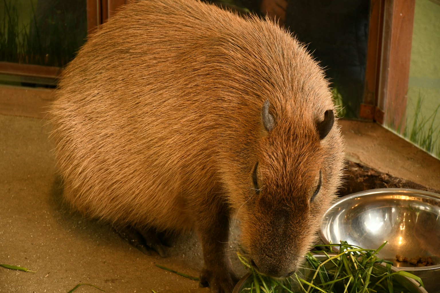 Seekor kapibara yang sedang makan rumput