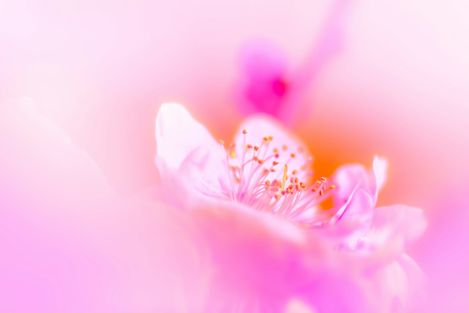 Gros plan d'une fleur avec un arrière-plan rose doux