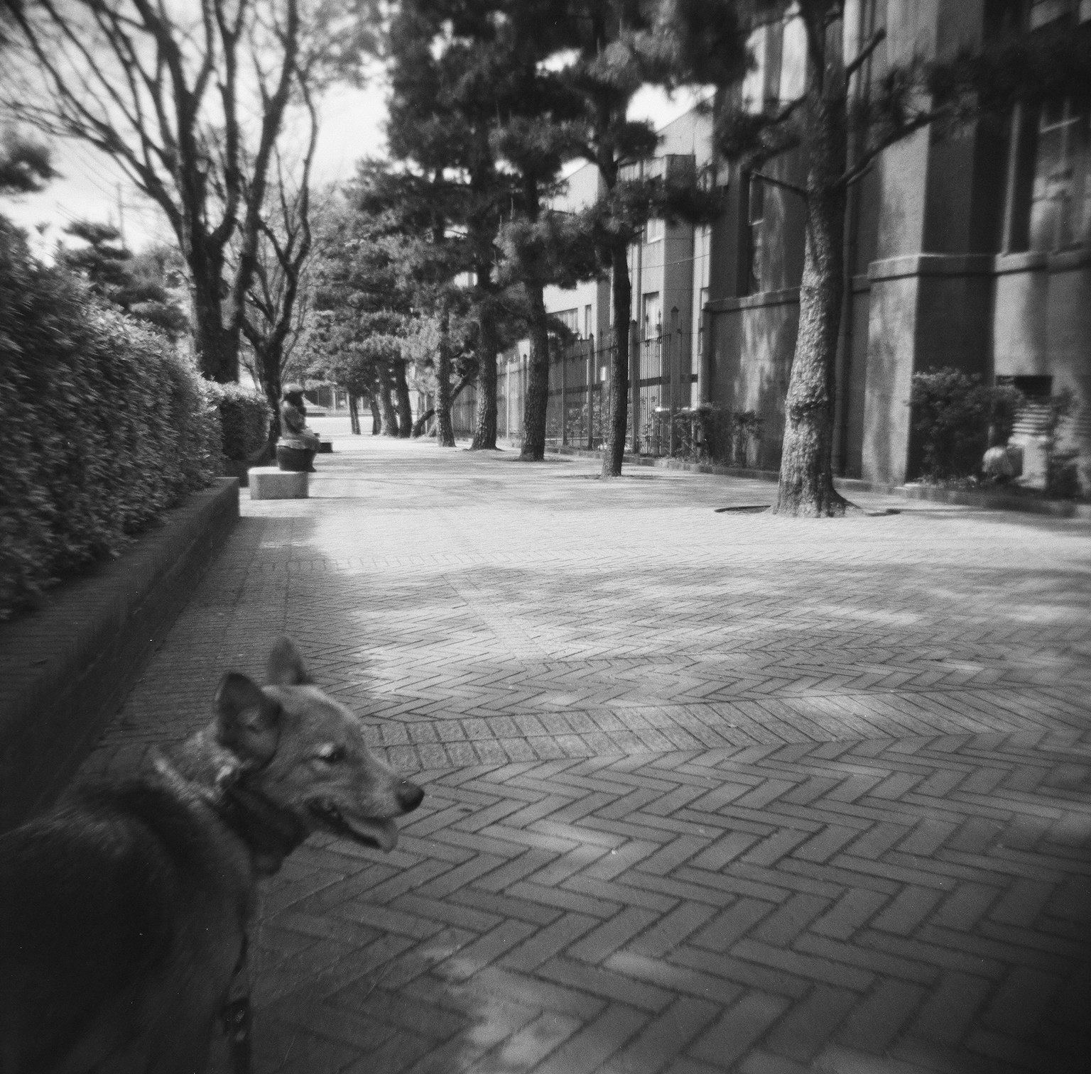 一隻狗在公園裡走，周圍有樹和小路
