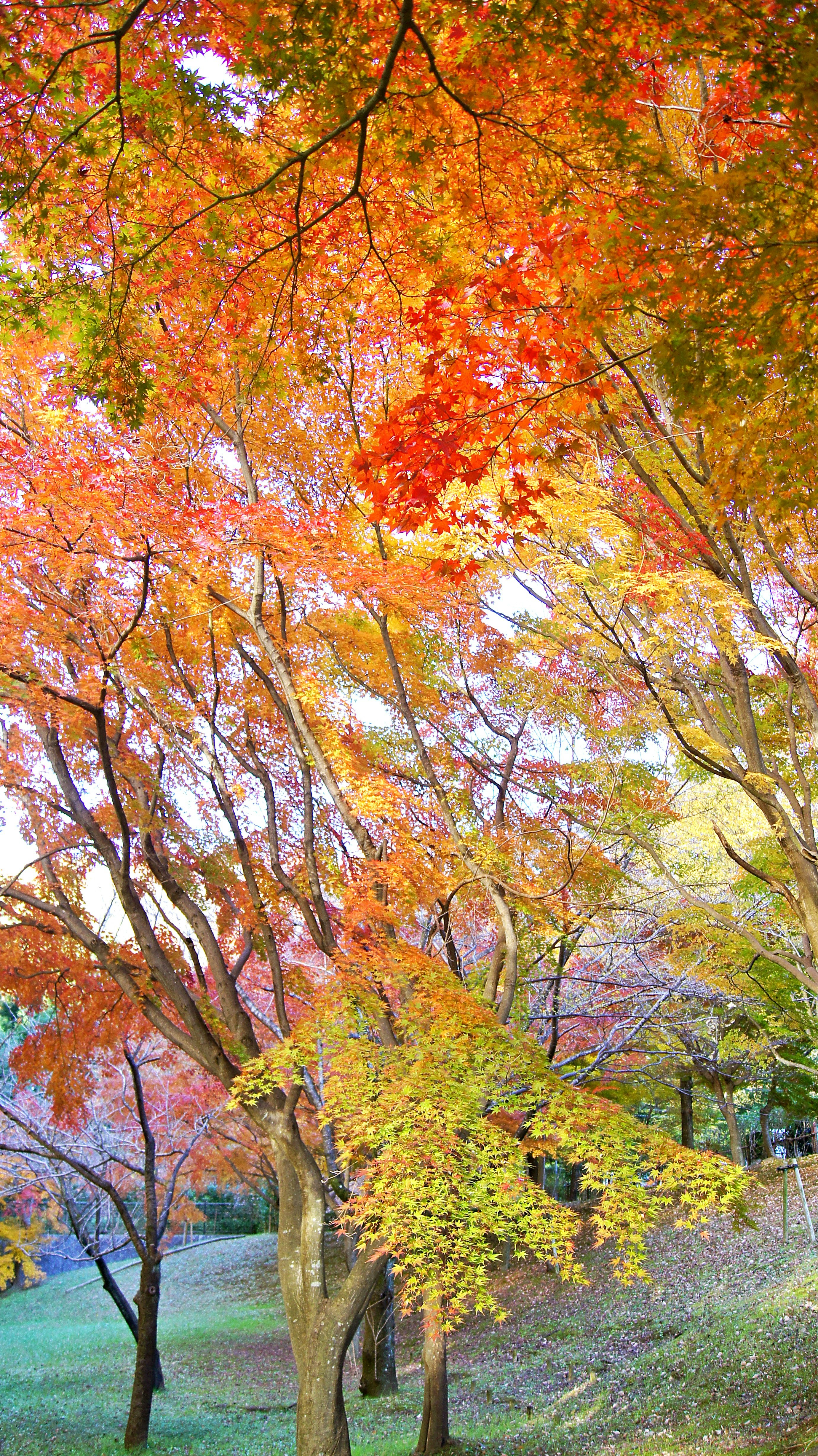 紅葉の庭園で色づくモミジの並木