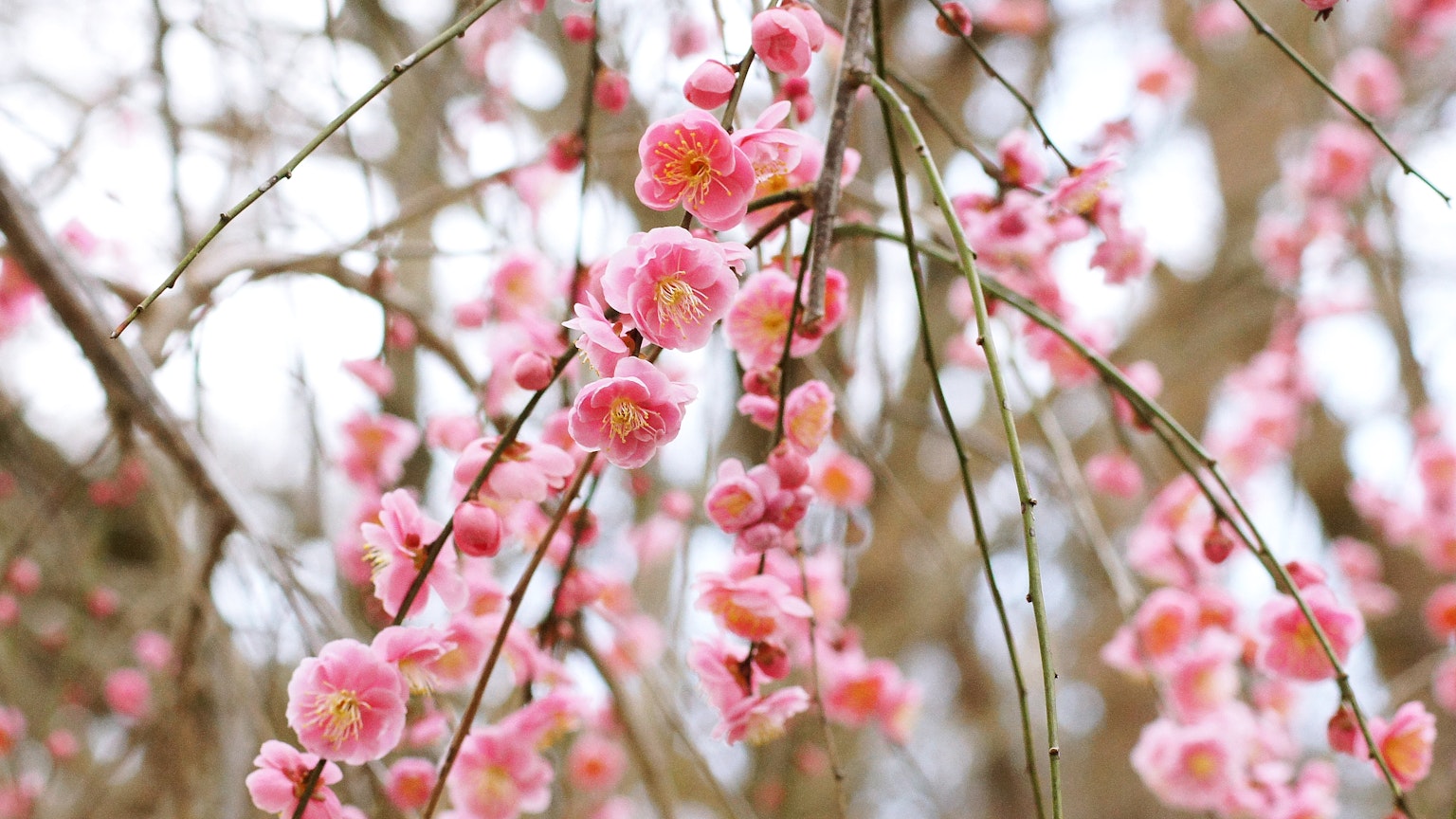 Zarte rosa Blumen hängen von den Ästen