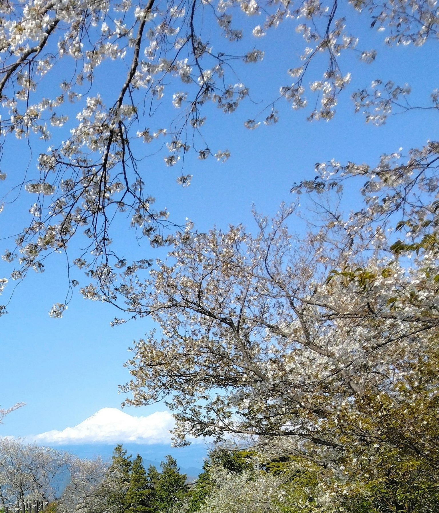 Bunga sakura di bawah langit biru dengan Gunung Fuji di latar belakang