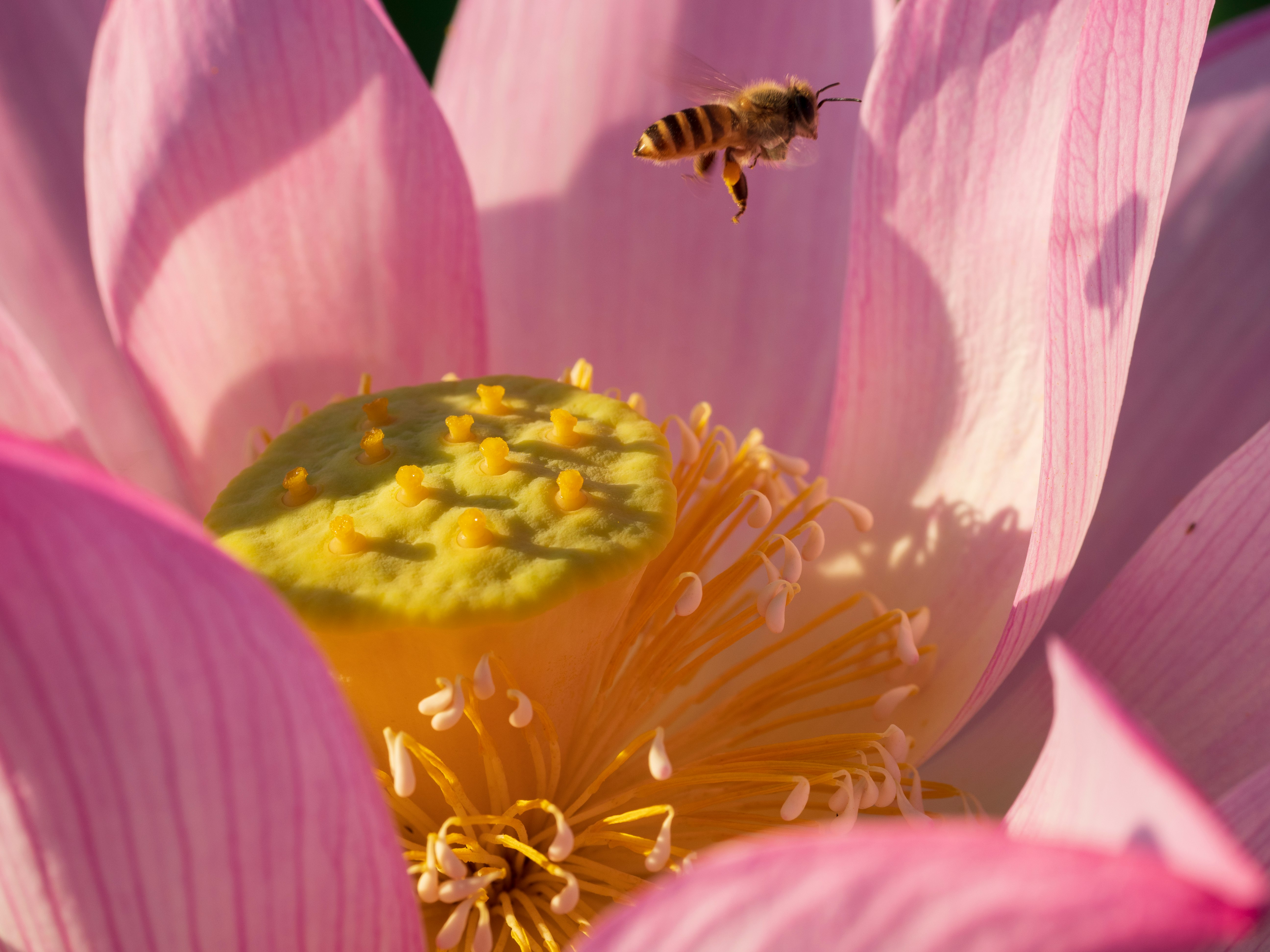 ピンクの花びらにとまる小さな蜂と花粉のある中心部