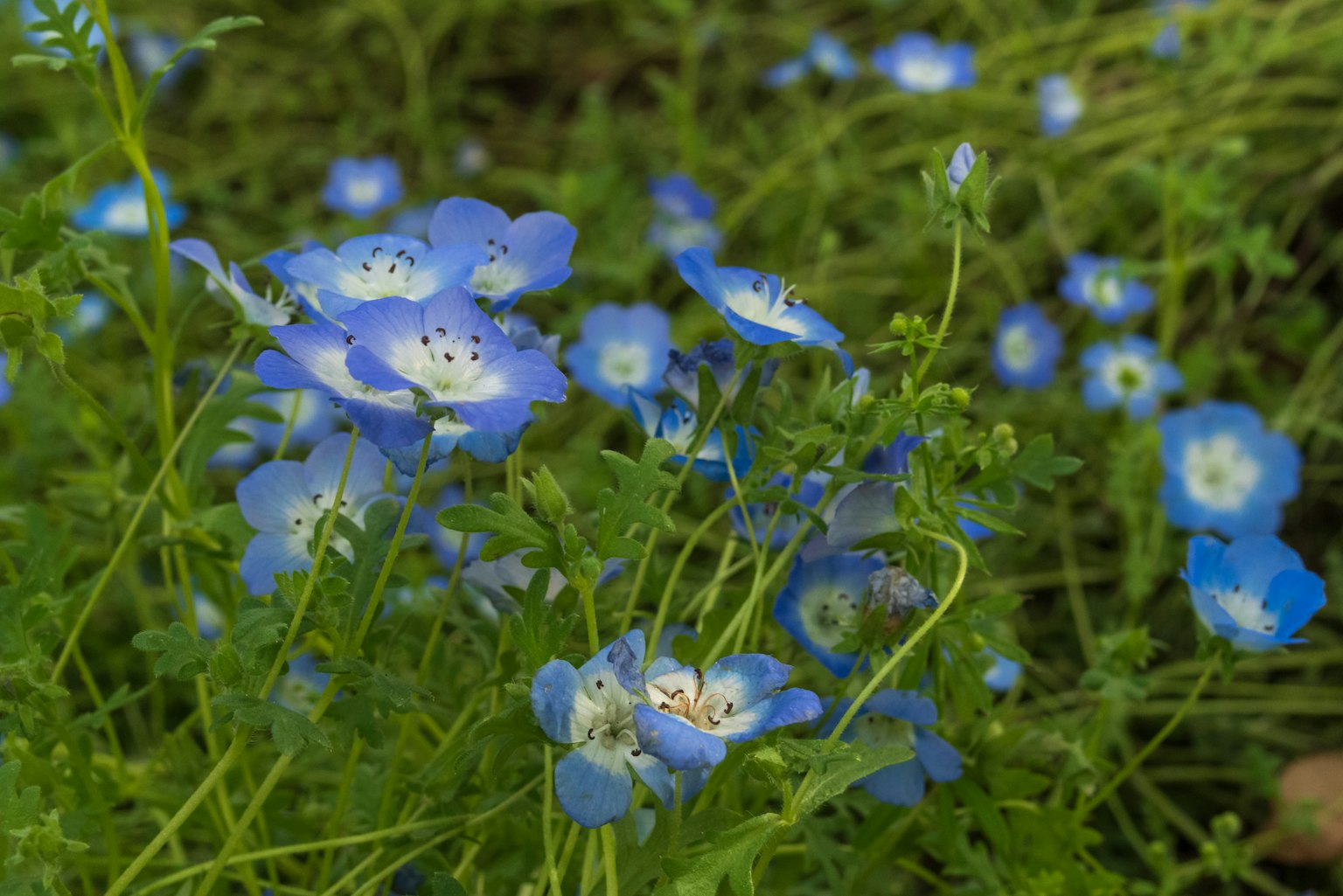 Primo piano di fiori blu che fioriscono in un campo erboso