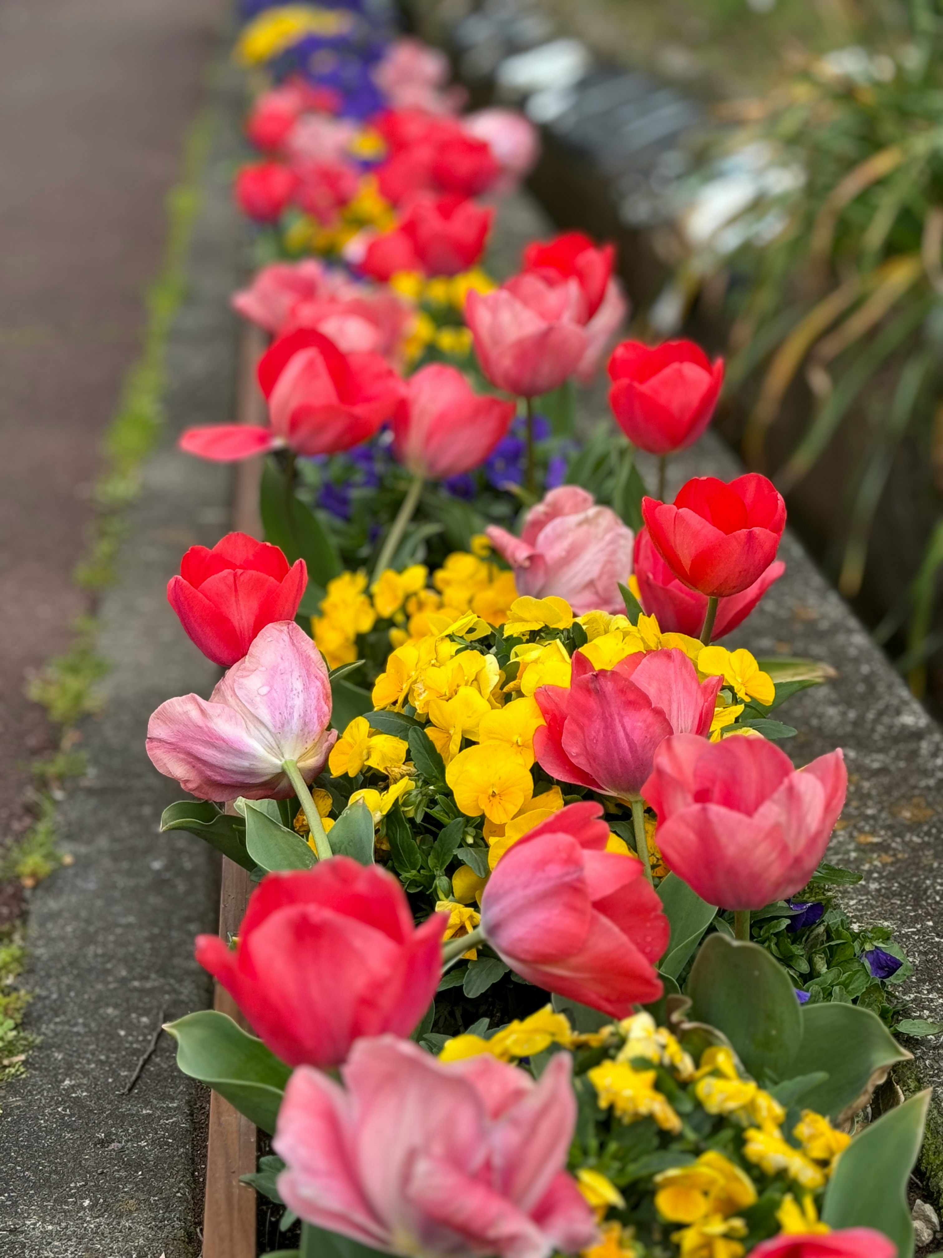 花壇の縁に咲くカラフルなチューリップとスミレの花