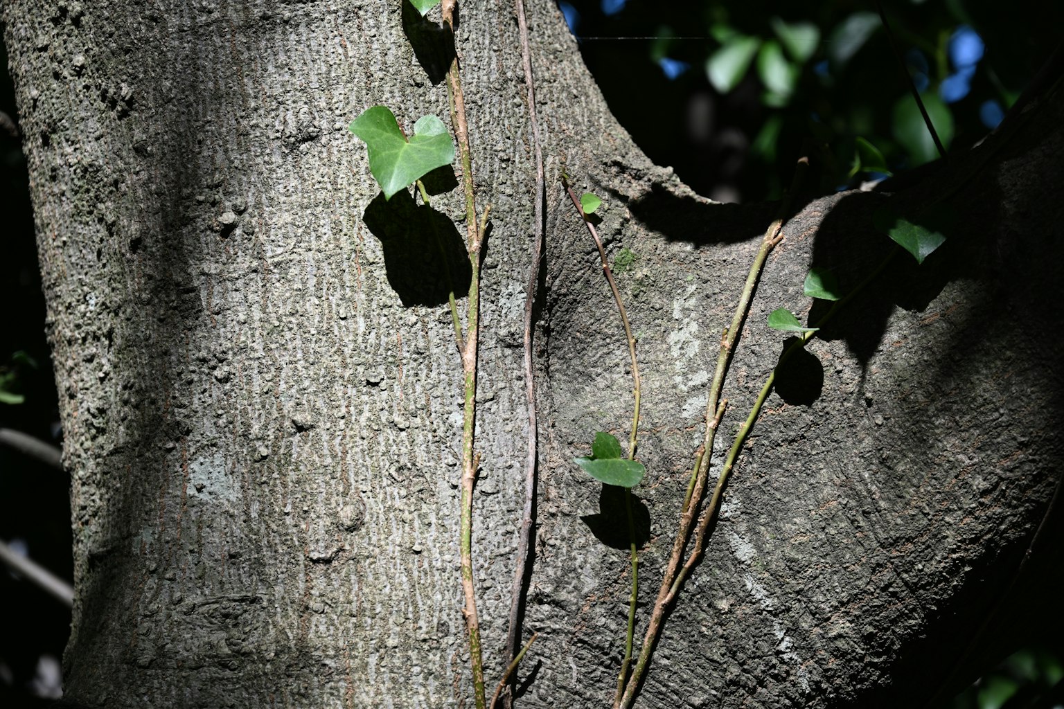 Vines xanh và lá quấn quanh thân cây