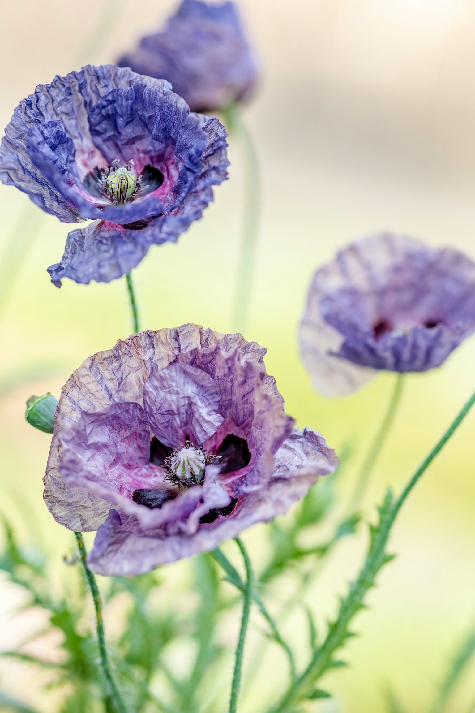 Fiori di papavero viola delicati in fiore sfocato