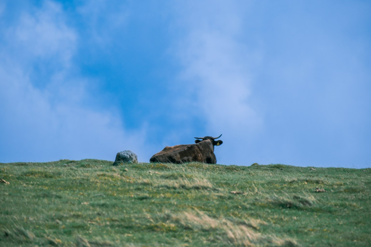 草原にいる牛と青い空