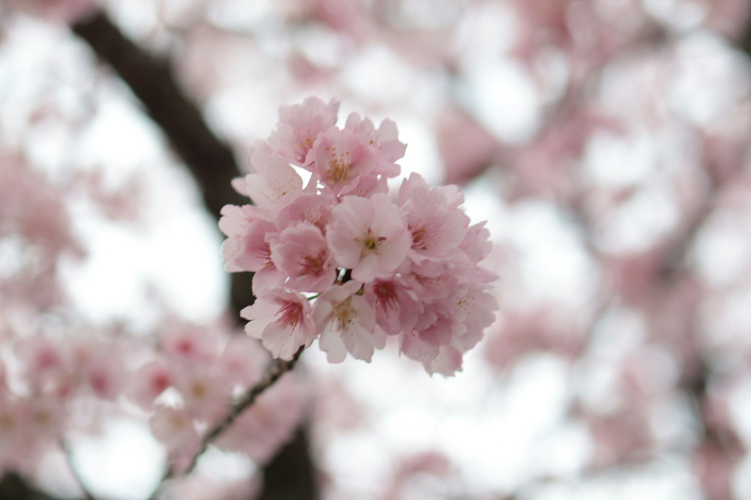 Gros plan sur des fleurs de cerisier aux teintes roses douces