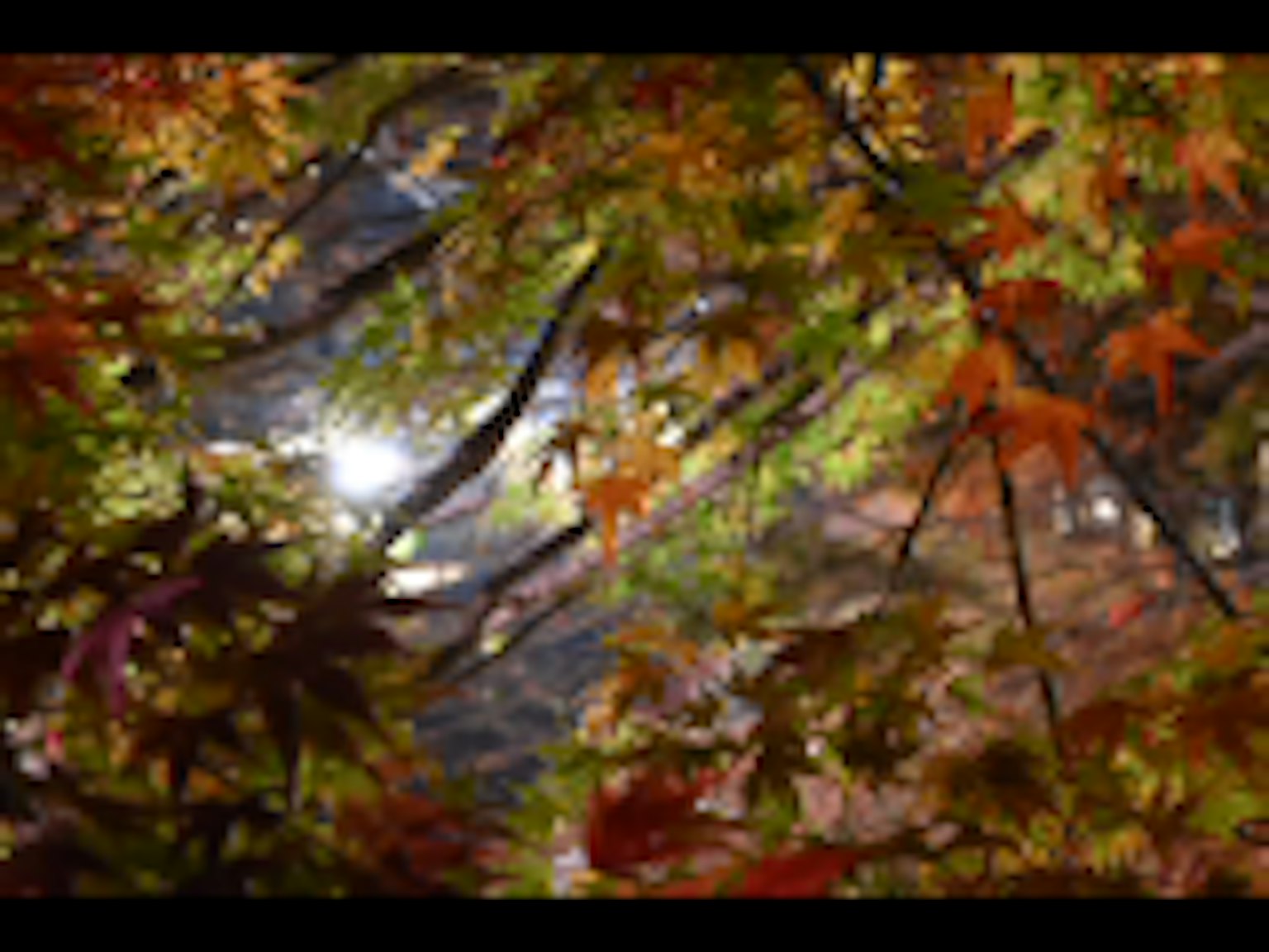 Scène de feuillage d'automne avec des feuilles colorées filtrant la lumière du soleil