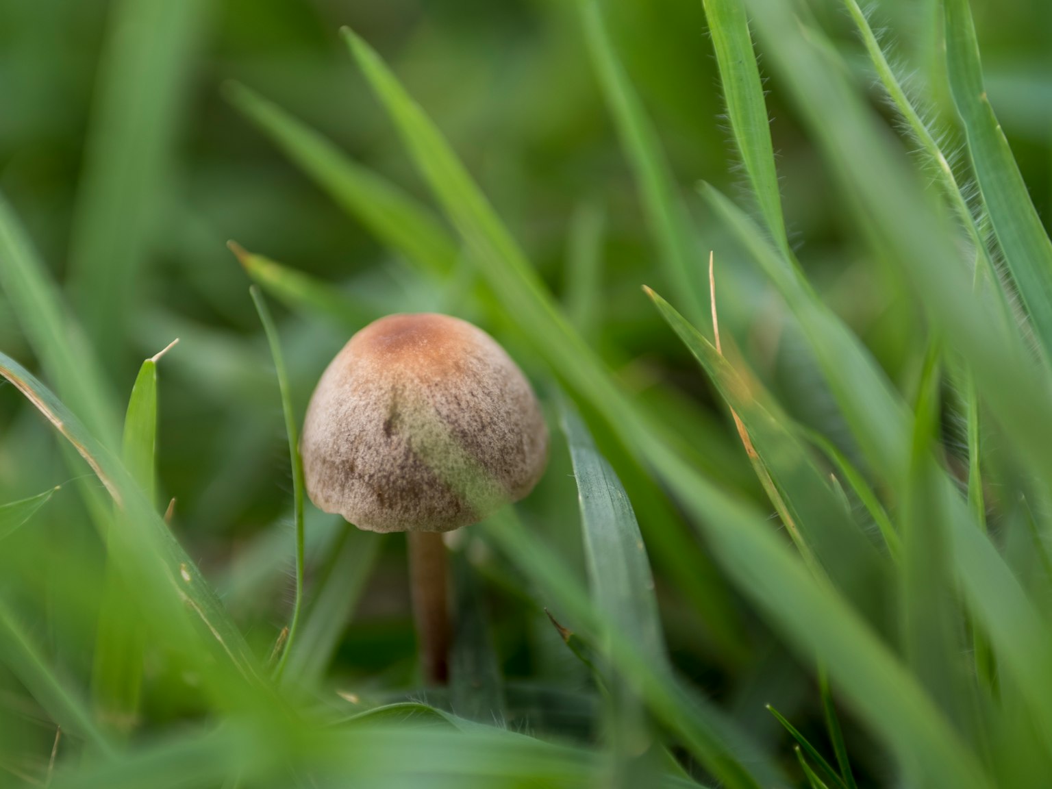 Primo piano di un piccolo fungo tra l'erba verde