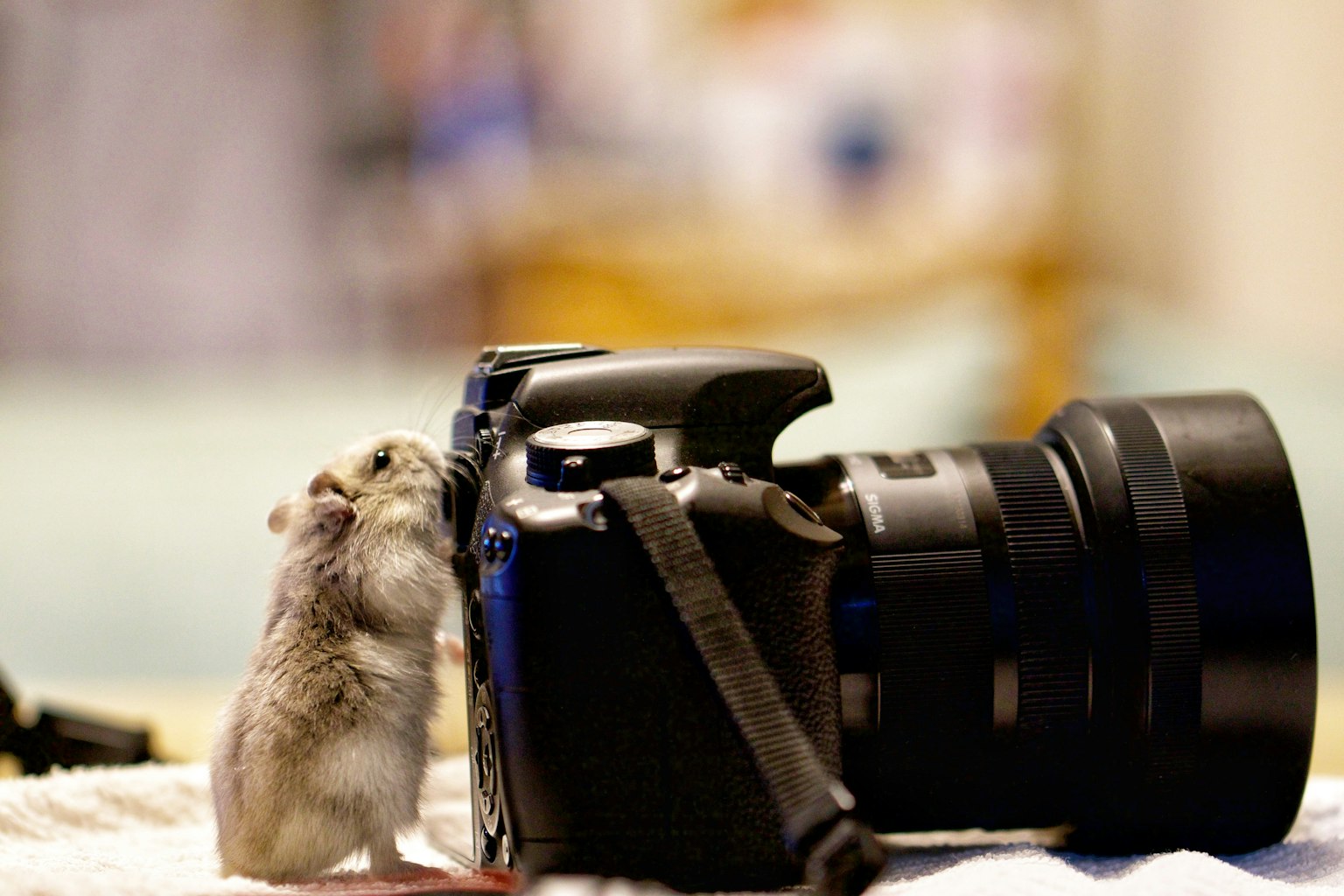 Un hamster mignon s'approchant d'un appareil photo