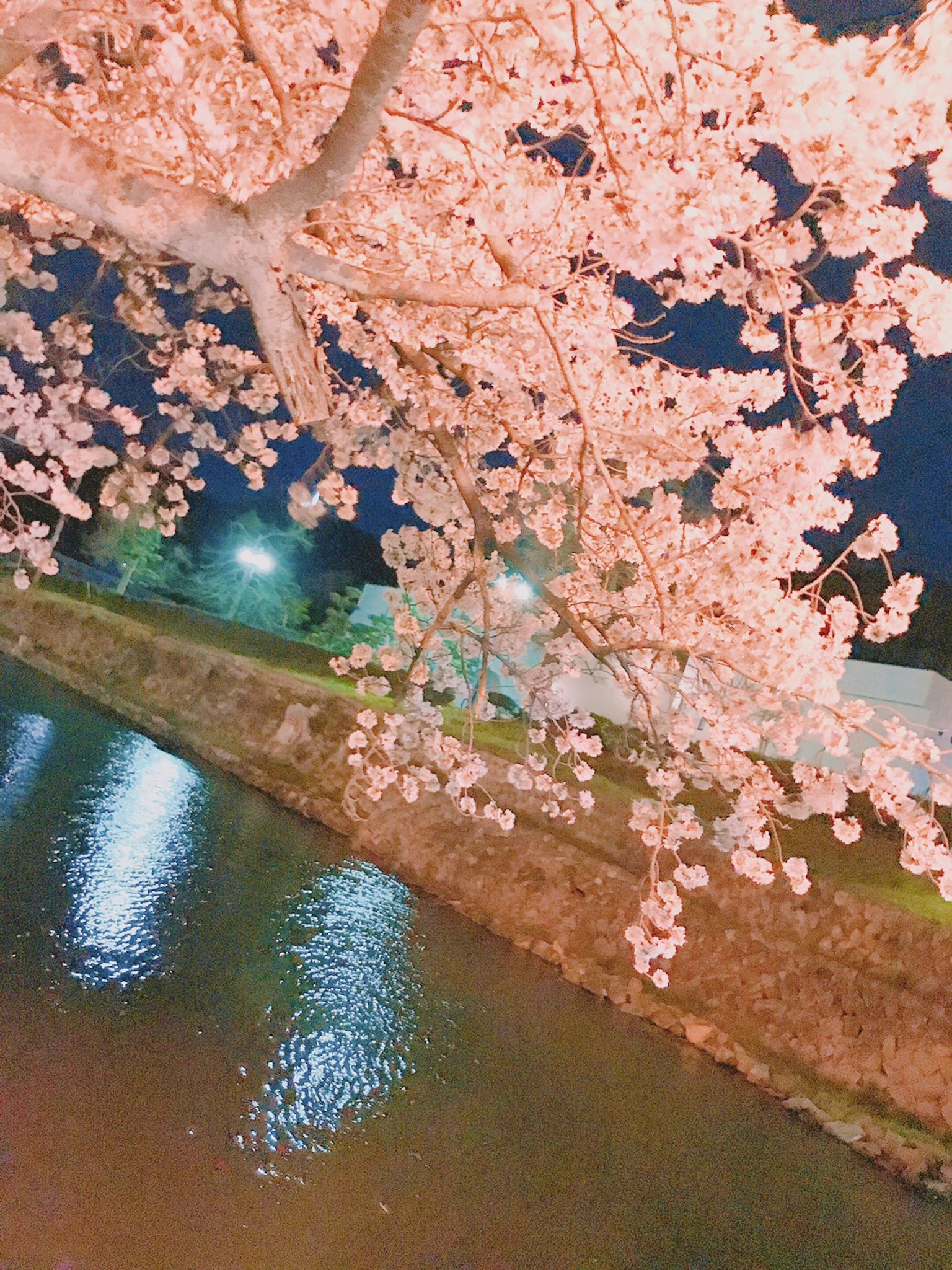 Hermosa vista nocturna de flores de cerezo reflejándose en el agua