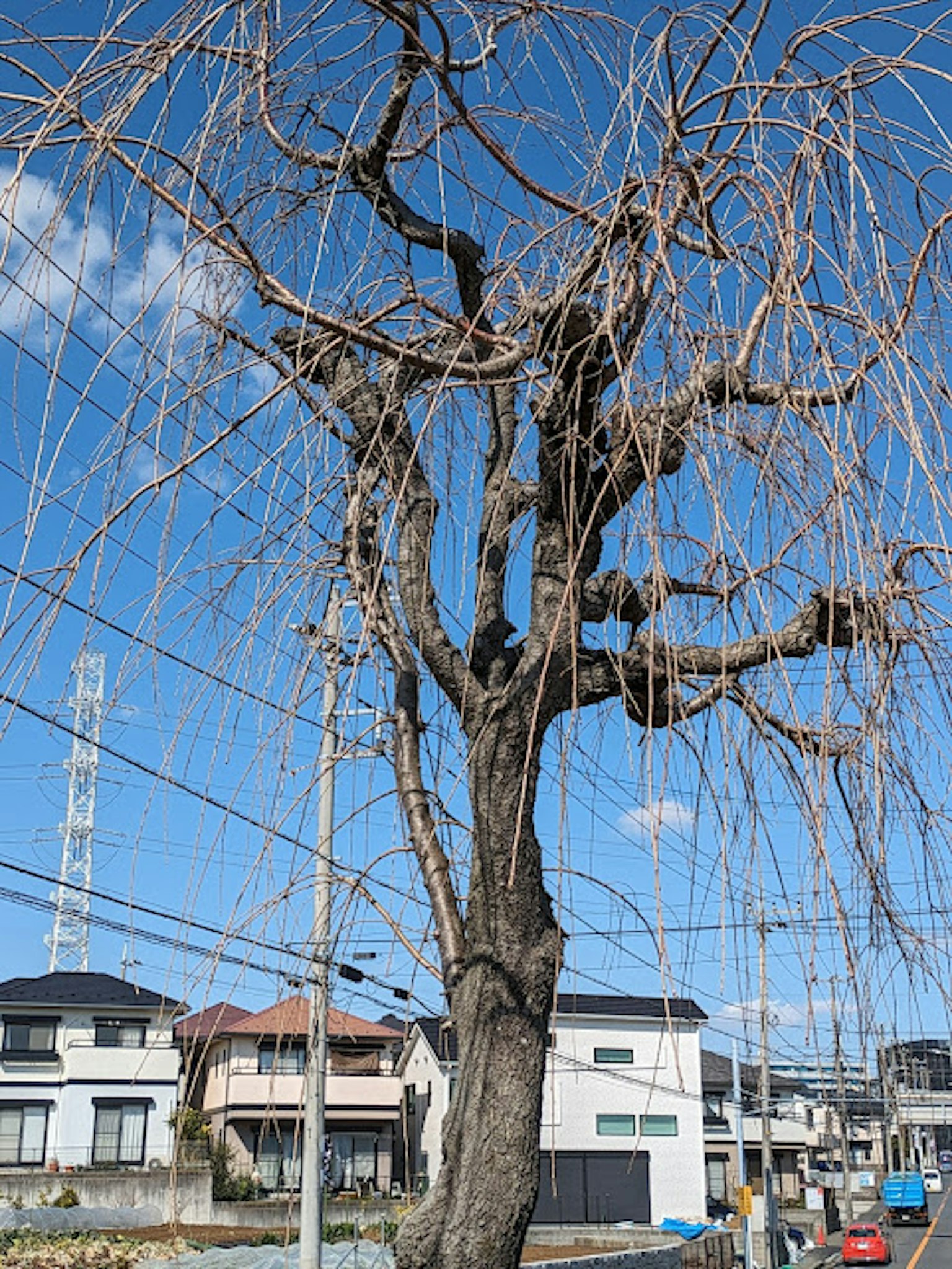 青空の下に立つ枯れた柳の木と周囲の住宅