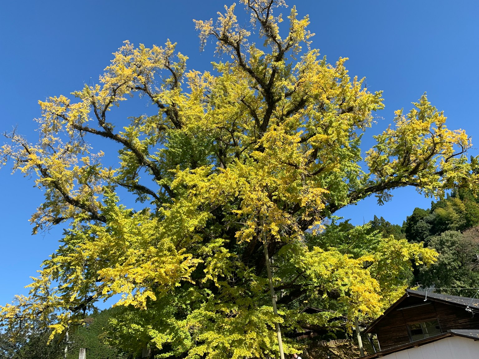 Pohon besar dengan daun kuning di bawah langit biru