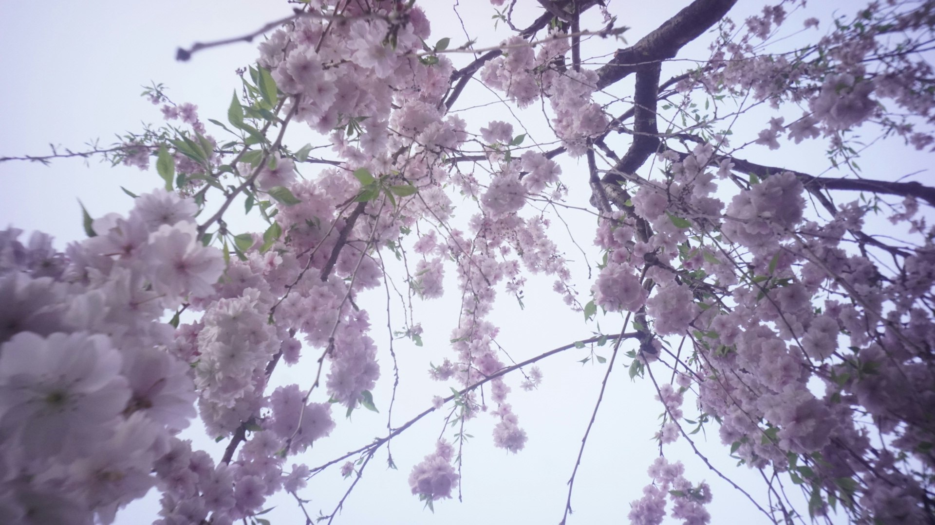 桜のような淡いピンクの花が枝いっぱいに咲く空の下の景色