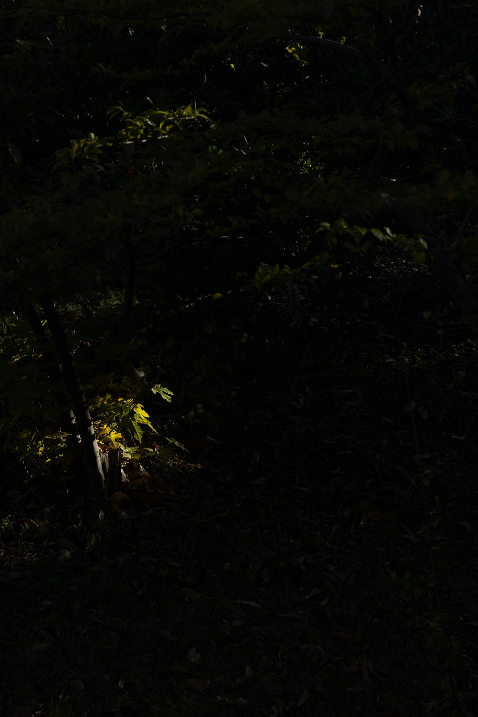 Un destello de luz filtrando a través de un bosque oscuro