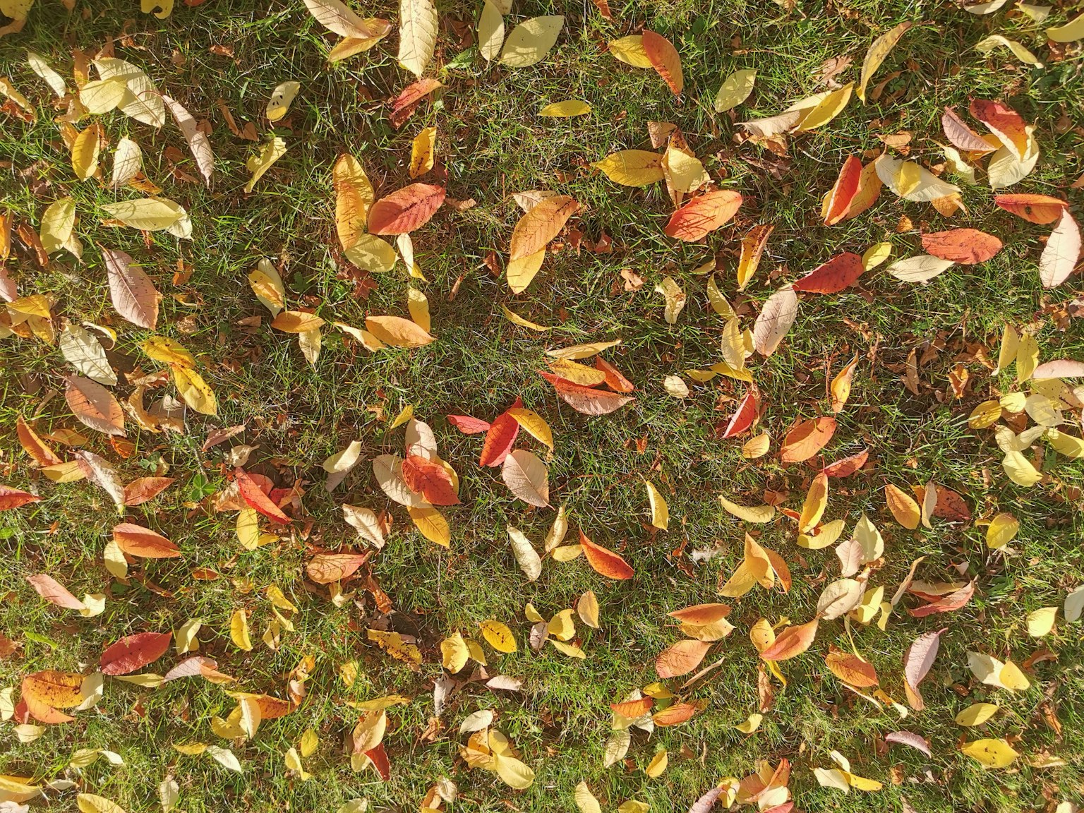 Daun berwarna-warni yang jatuh tersebar di atas rumput hijau