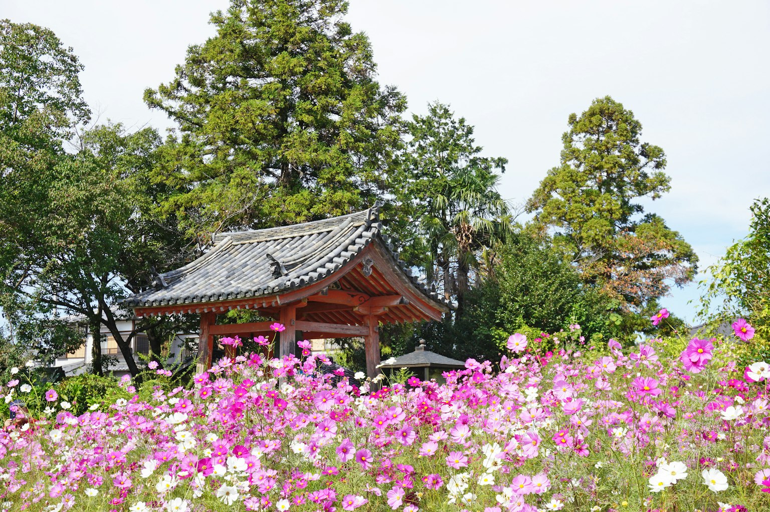 Traditional wooden structure in a Japanese garden surrounded by colorful cosmos flowers