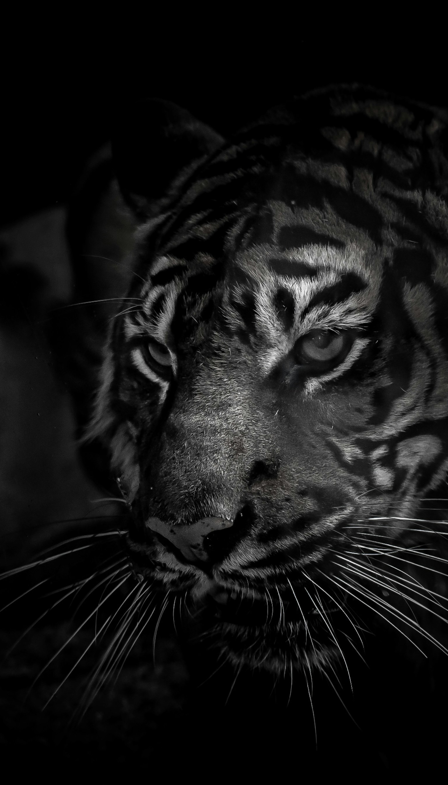 Close-up wajah harimau dalam kegelapan dengan mata tajam dan garis-garis khas