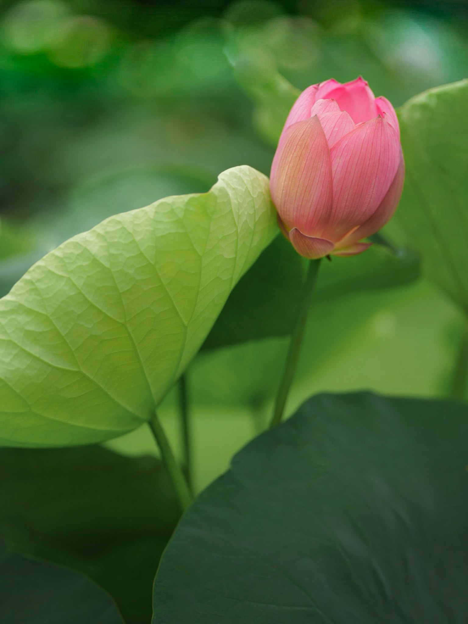 Nụ hoa sen hồng tươi sáng với lá xanh lớn trong khung cảnh yên bình