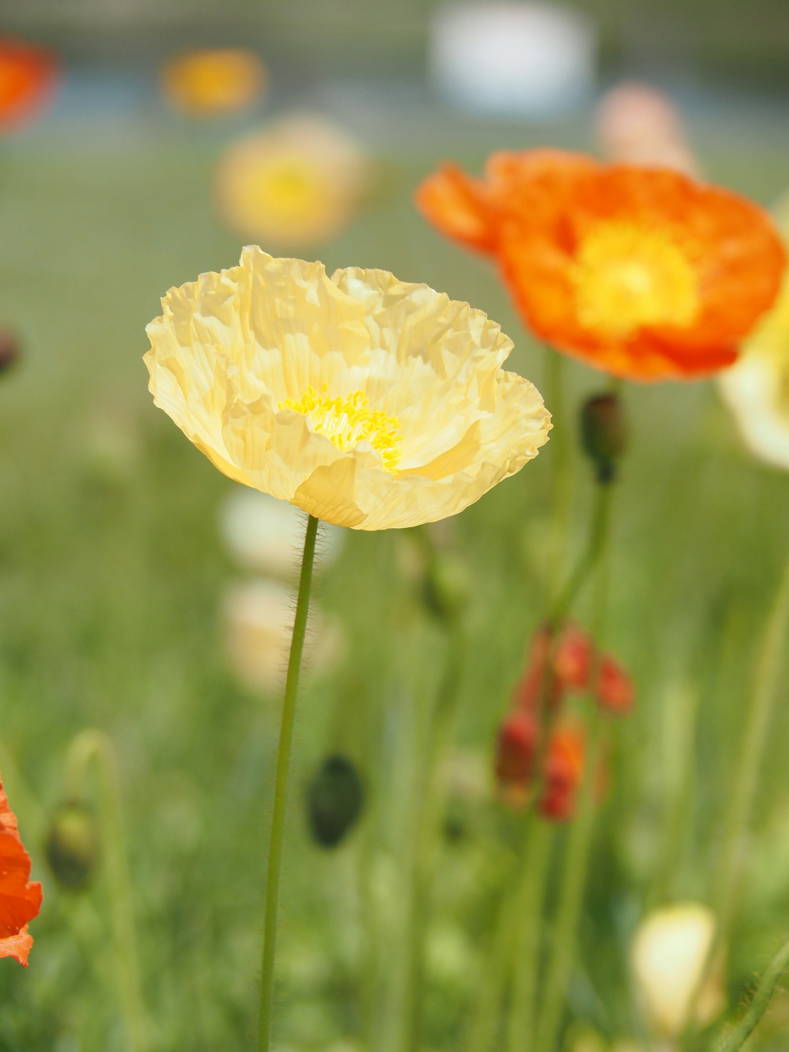 Gelbes Mohnblume und orange Mohnblumen blühen in einem Feld