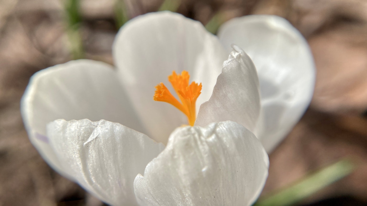 Close-up of a white crocus flower with an orange stigma