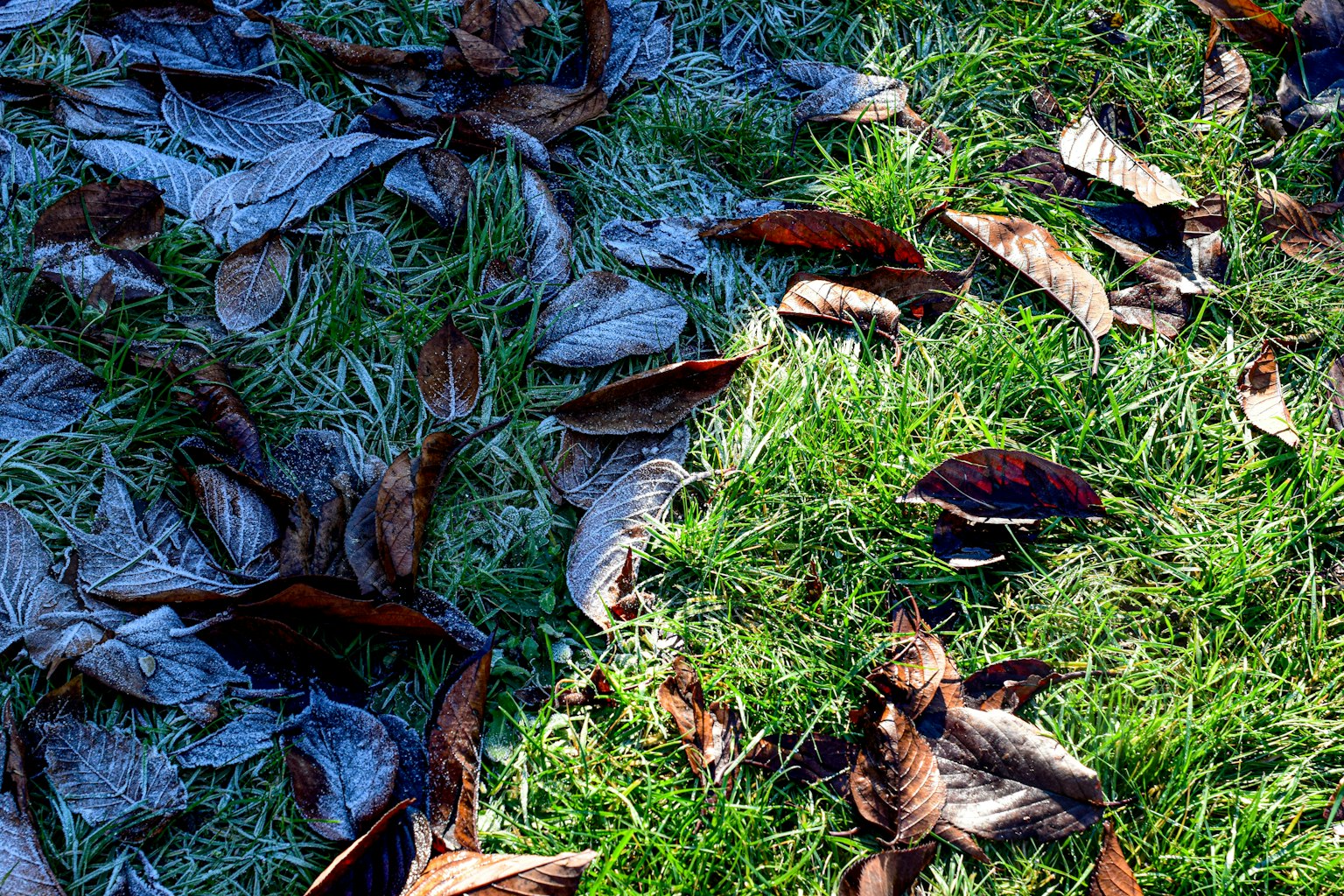 Frostbedeckte Wiese mit verstreuten Laubblättern