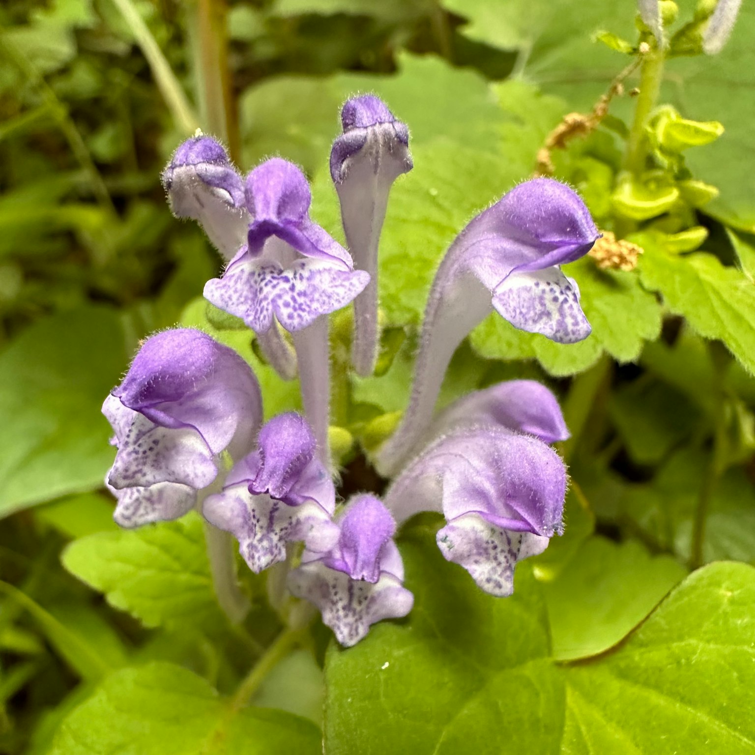 Foto ravvicinata di una pianta con fiori viola distintivi