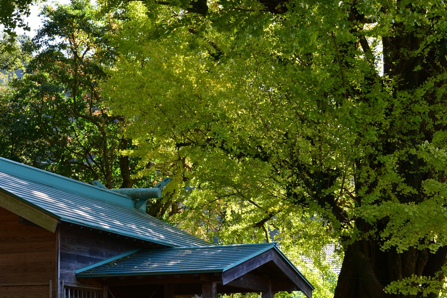 Parte di una casa in legno circondata da foglie verdi e un tetto blu